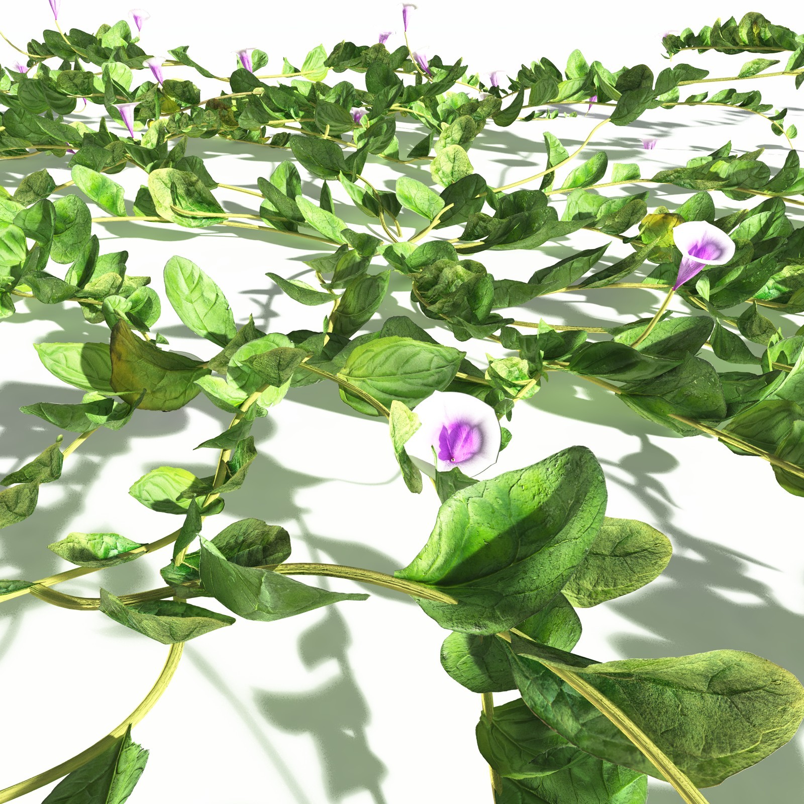 EVERYPlant Beach Morning Glory for Daz by N/A