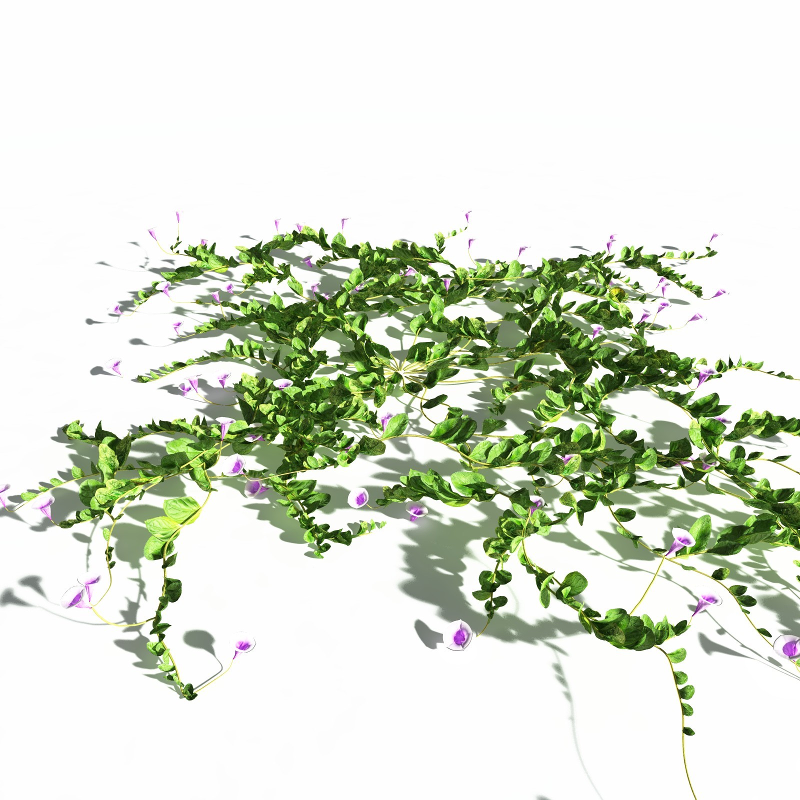EVERYPlant Beach Morning Glory for Daz by N/A
