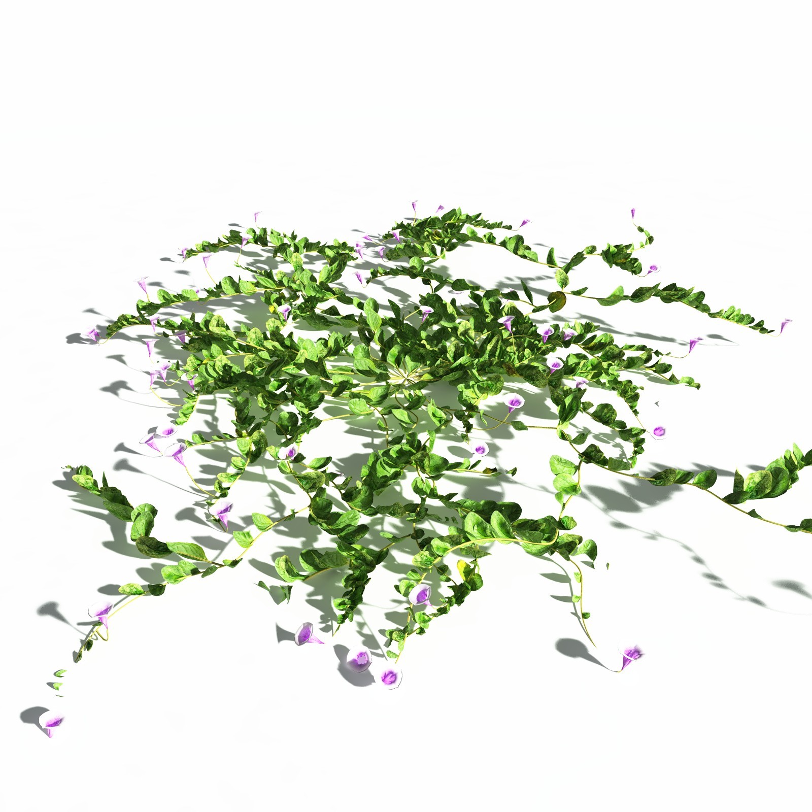 EVERYPlant Beach Morning Glory for Daz by N/A
