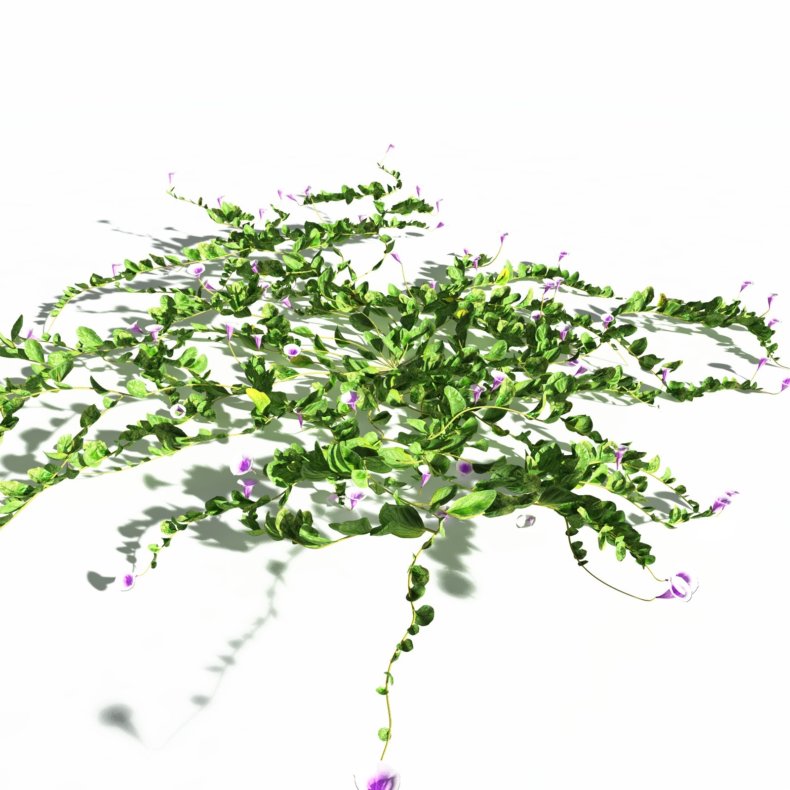 EVERYPlant Beach Morning Glory for Daz by N/A