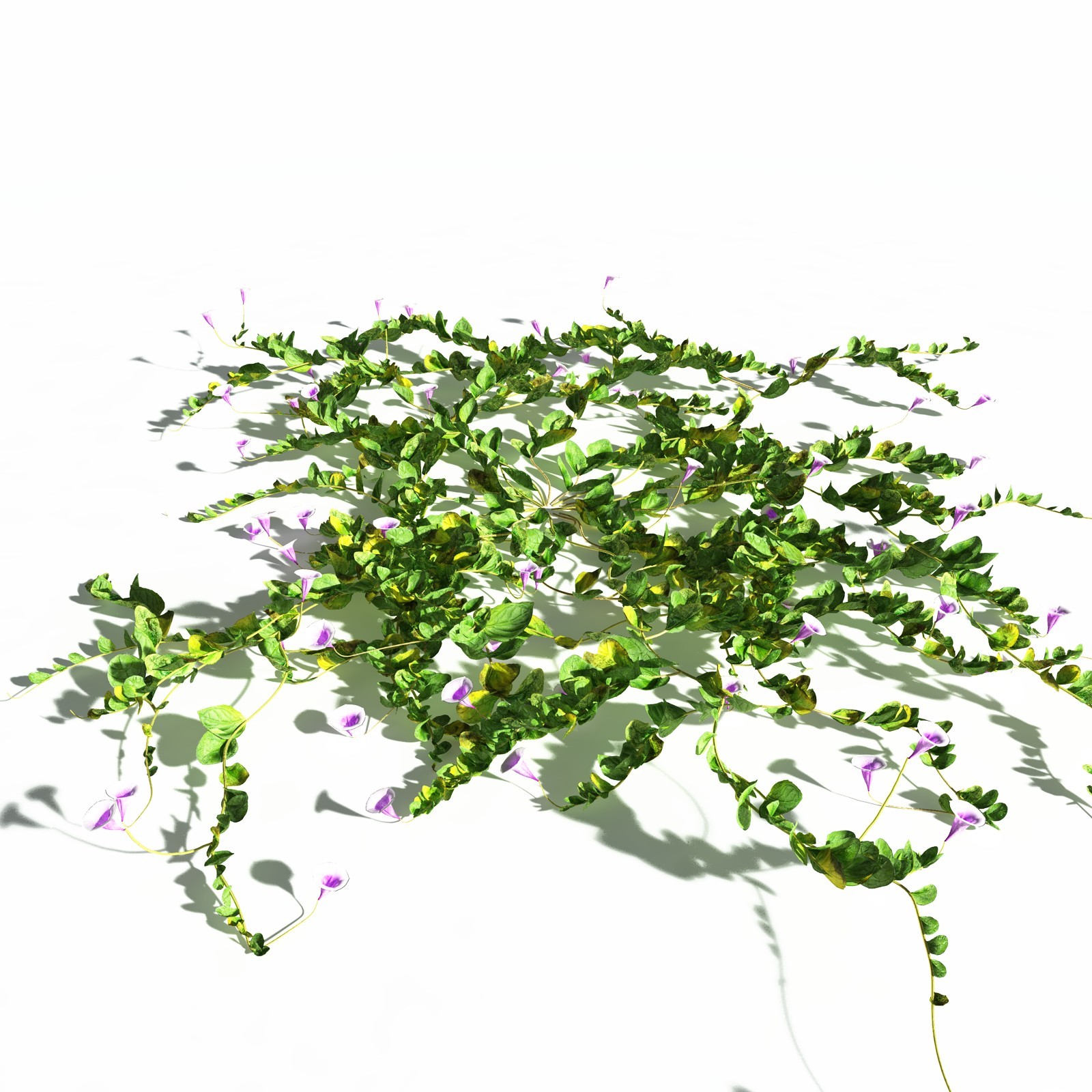EVERYPlant Beach Morning Glory for Daz by N/A