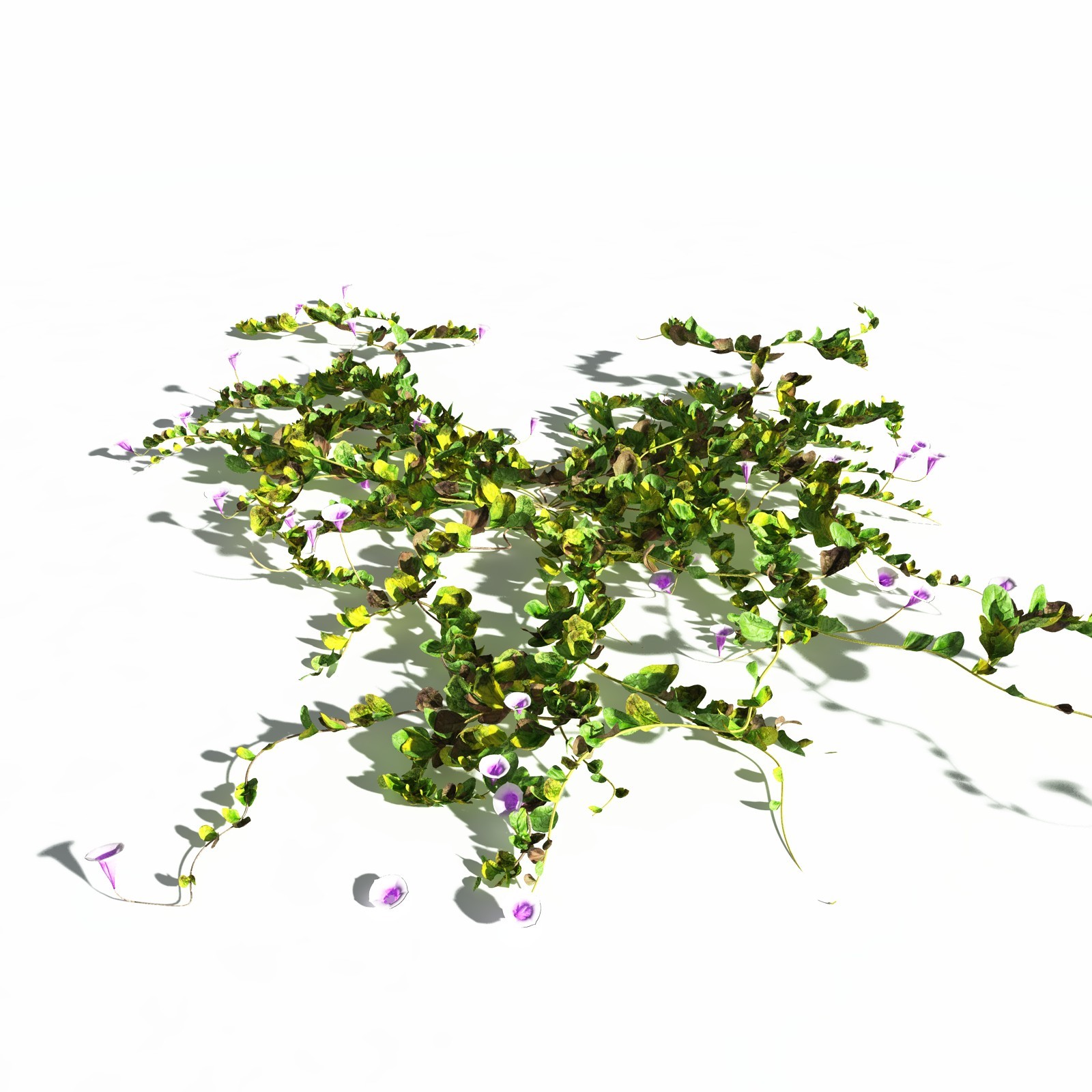 EVERYPlant Beach Morning Glory for Daz by N/A