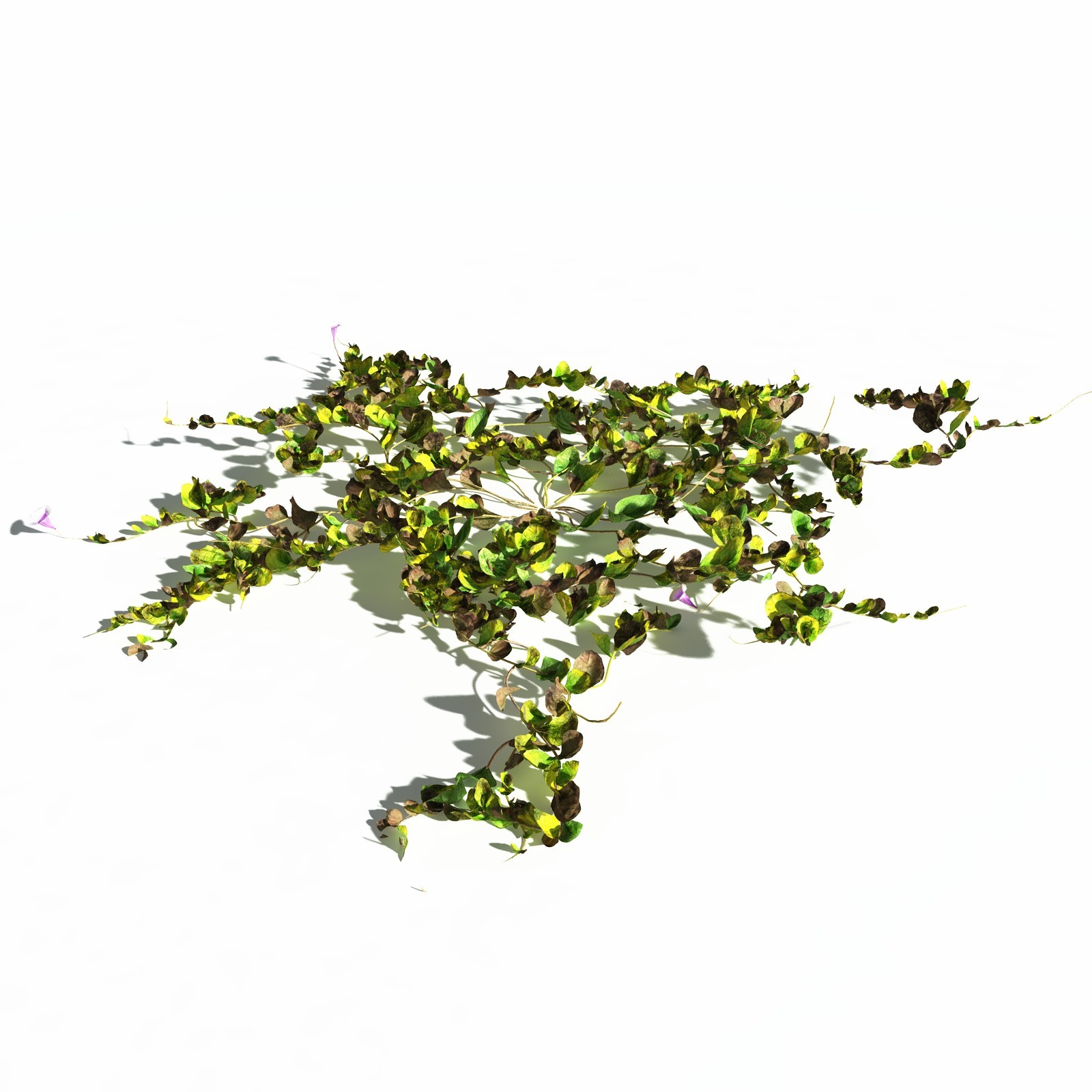 EVERYPlant Beach Morning Glory for Daz by N/A