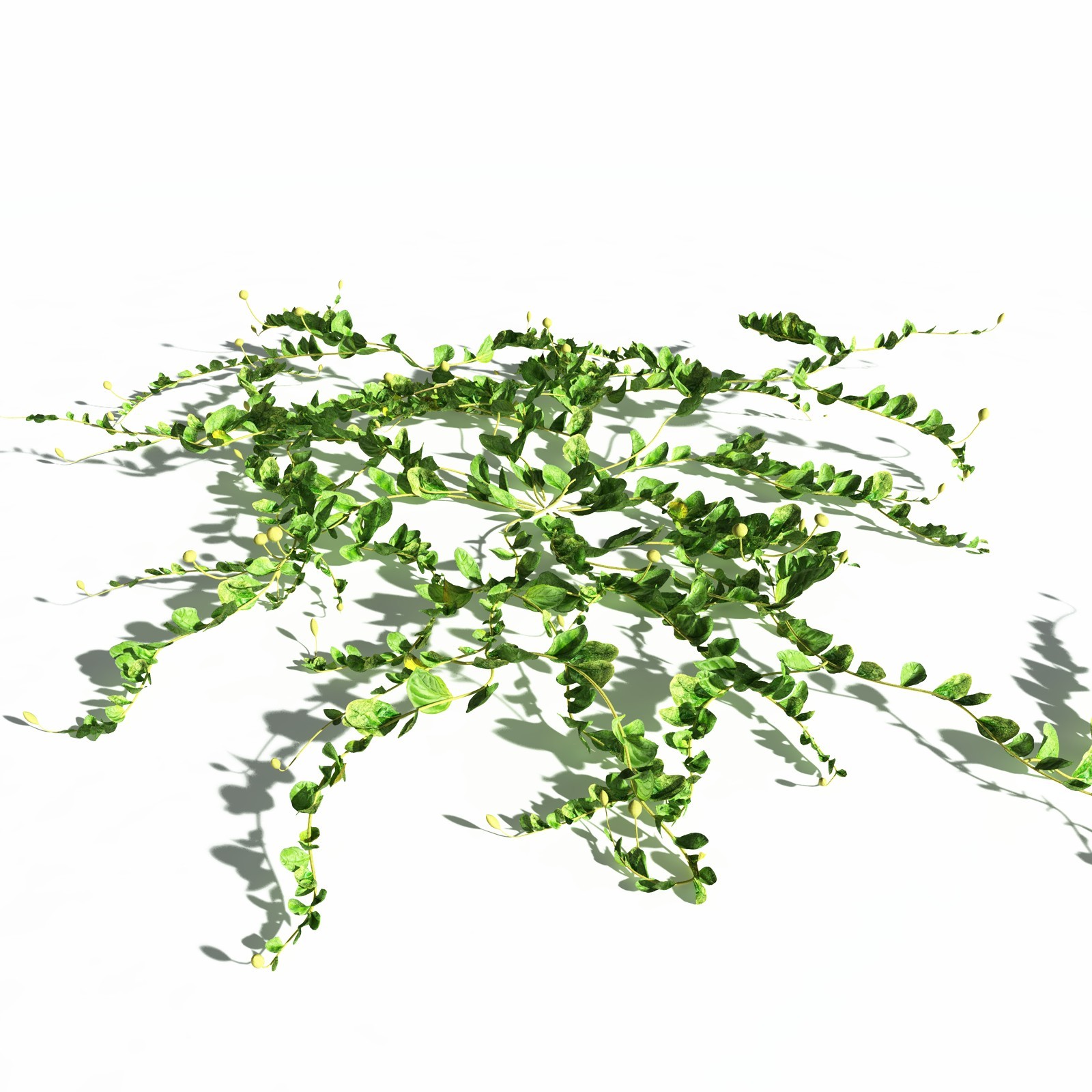 EVERYPlant Beach Morning Glory for Daz by N/A