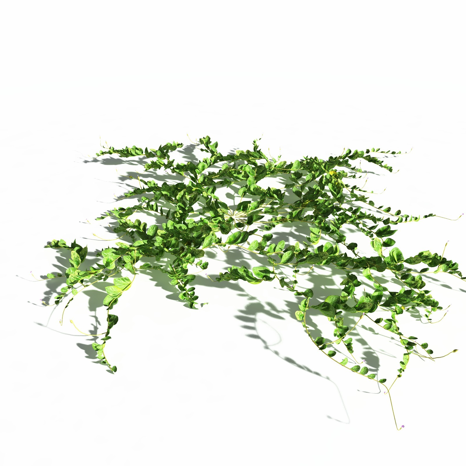 EVERYPlant Beach Morning Glory for Daz by N/A