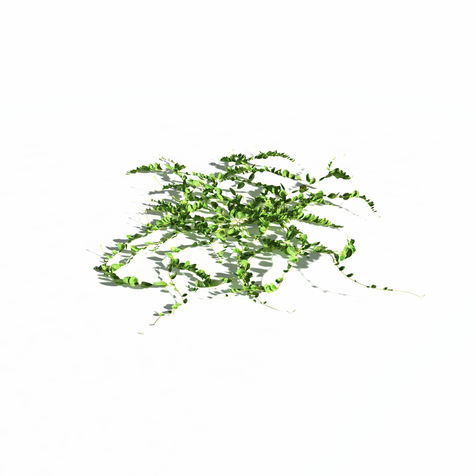 EVERYPlant Beach Morning Glory for Daz by N/A