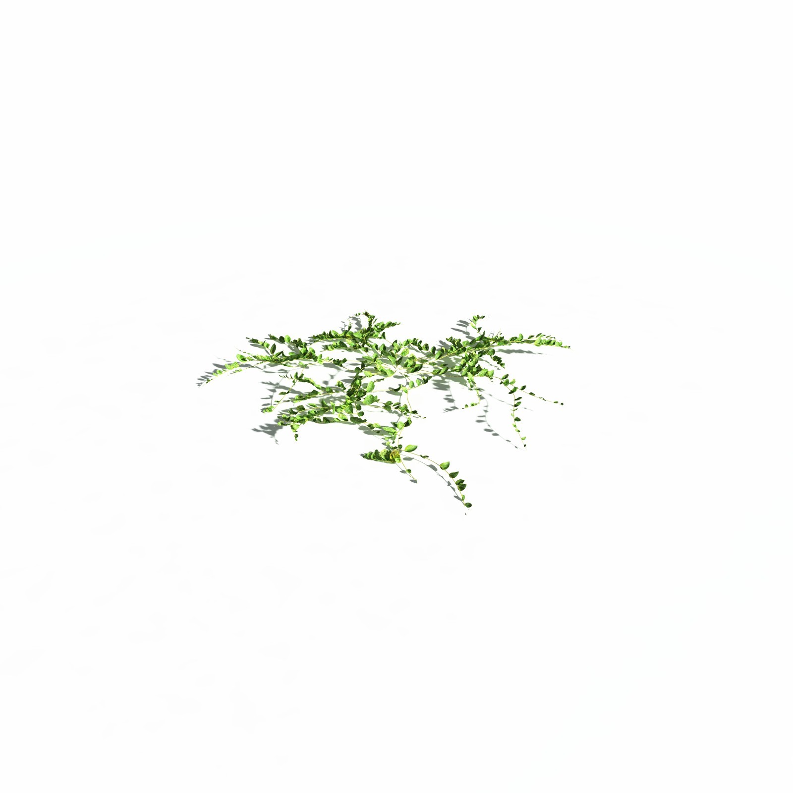 EVERYPlant Beach Morning Glory for Daz by N/A