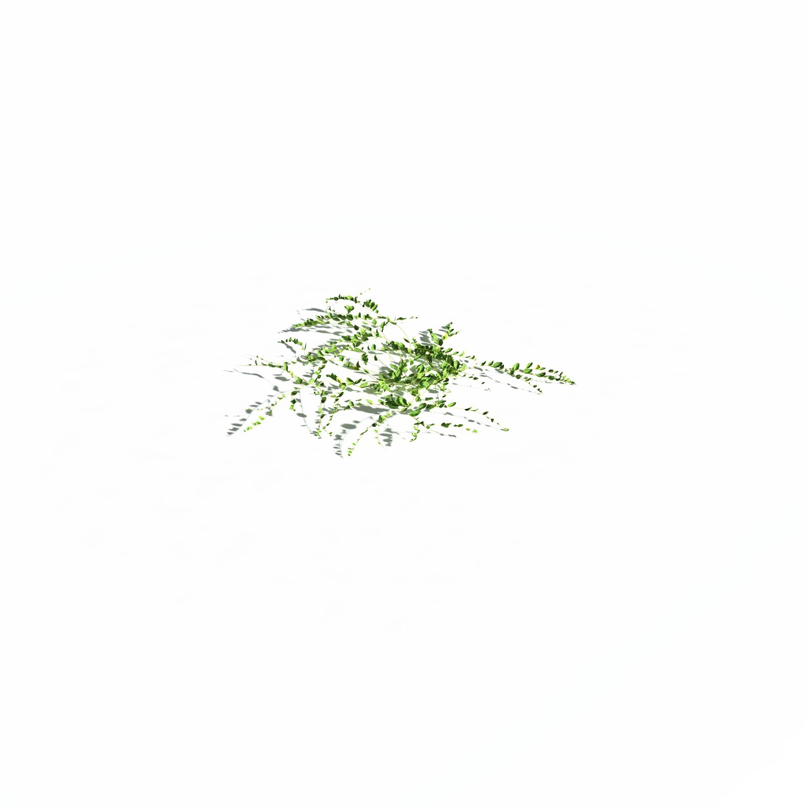 EVERYPlant Beach Morning Glory for Daz by N/A