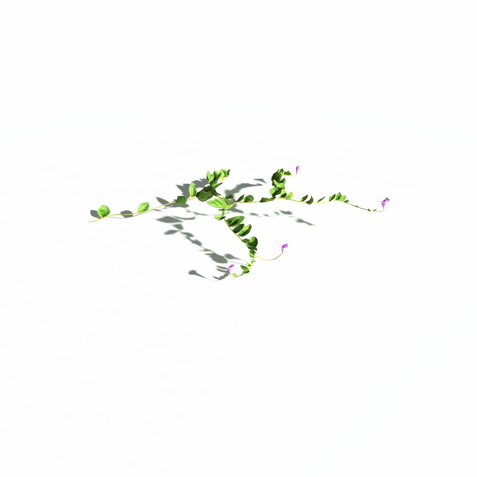 EVERYPlant Beach Morning Glory for Daz by N/A