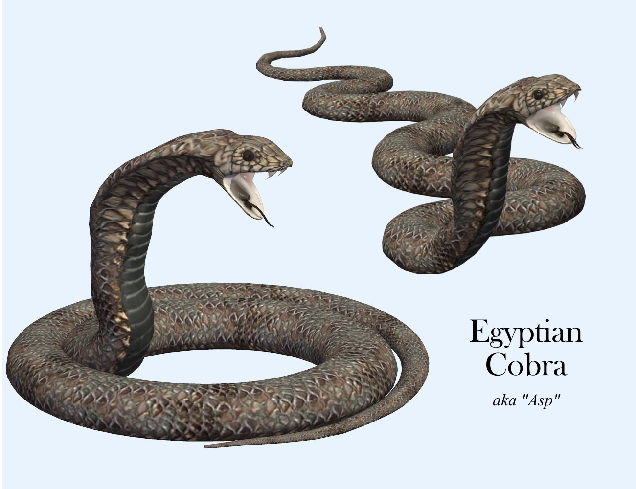 Nature's Wonders Snakes by N/A