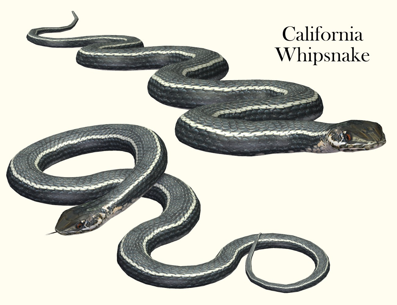 Nature's Wonders Snakes by N/A