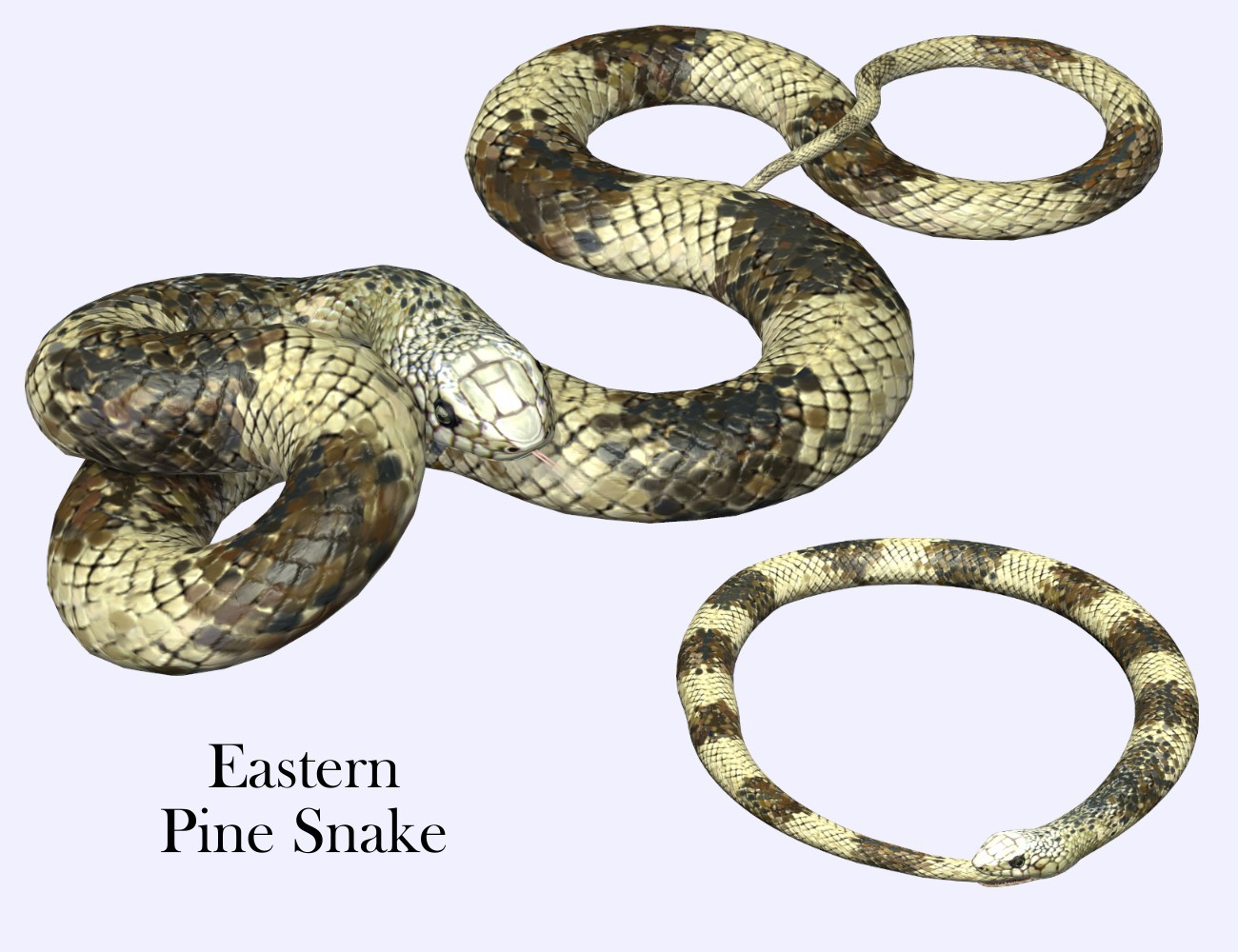 Nature's Wonders Snakes by N/A