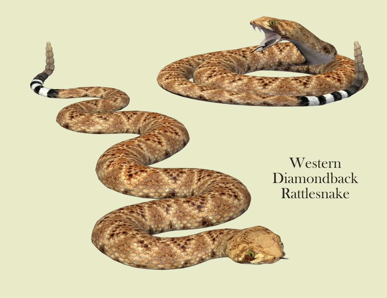 Nature's Wonders Snakes by N/A
