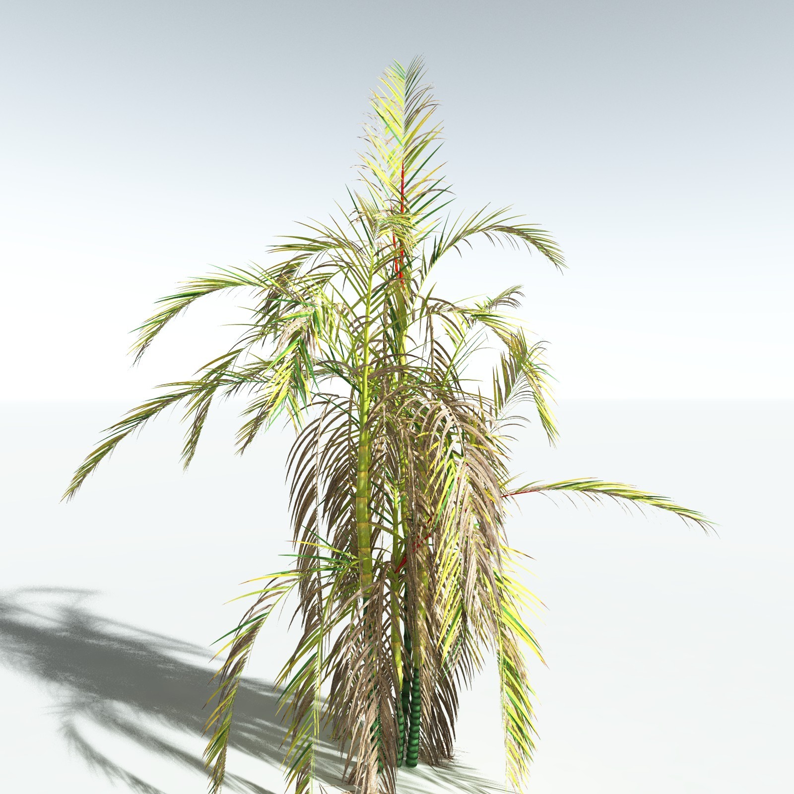 EVERYPlant Lipstick Palm for Vue by N/A