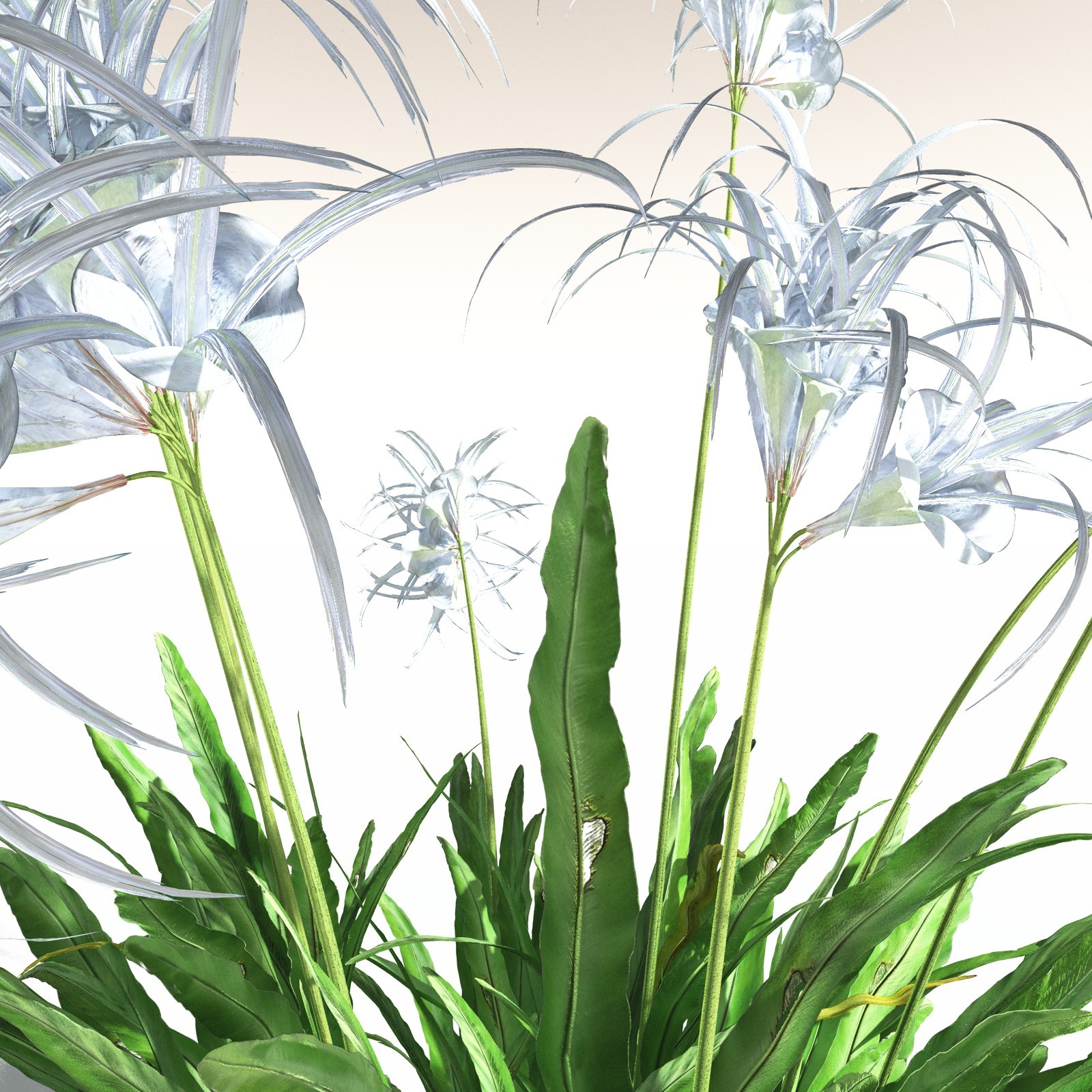 EVERYPlant Poison Bulb for Daz by N/A