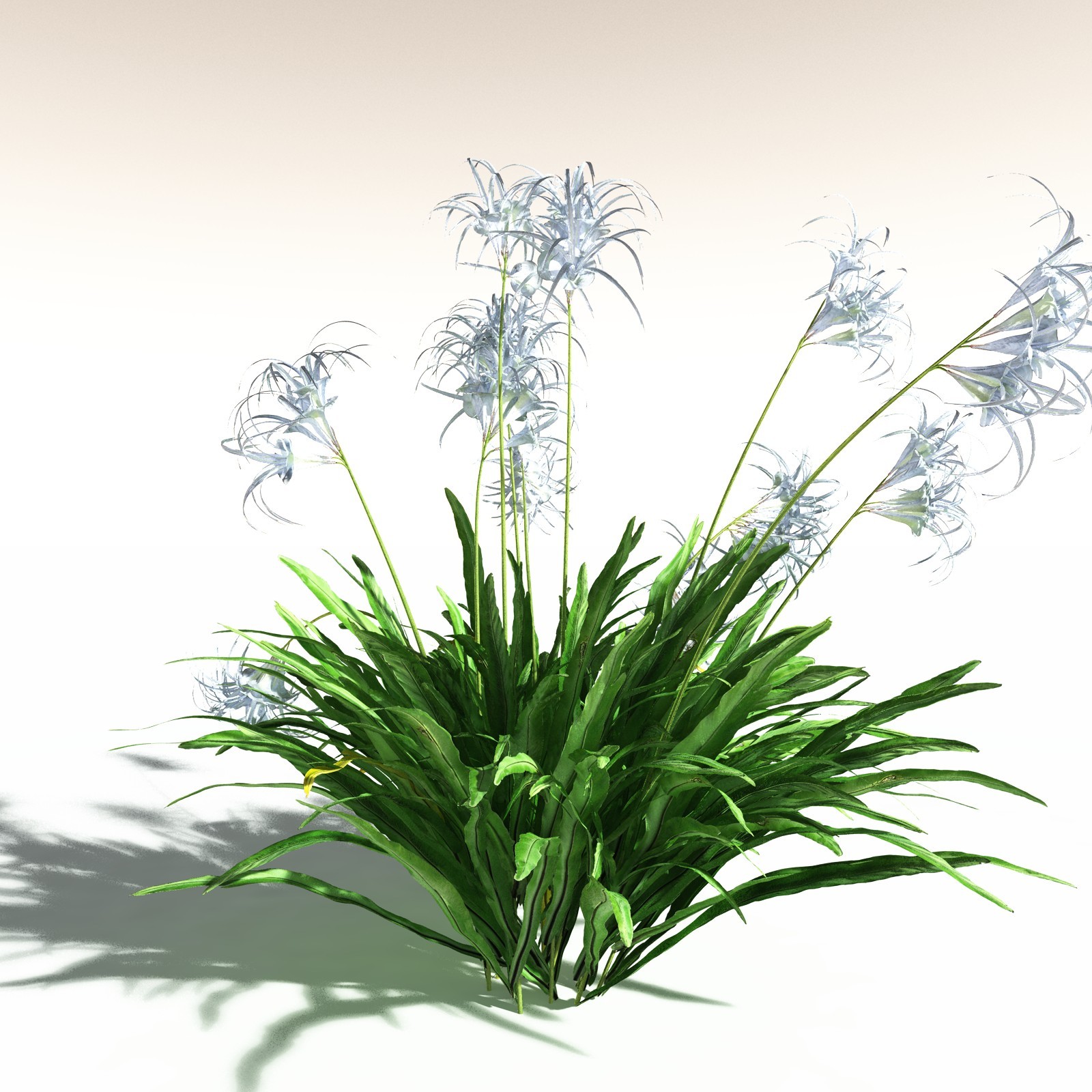 EVERYPlant Poison Bulb for Daz by N/A