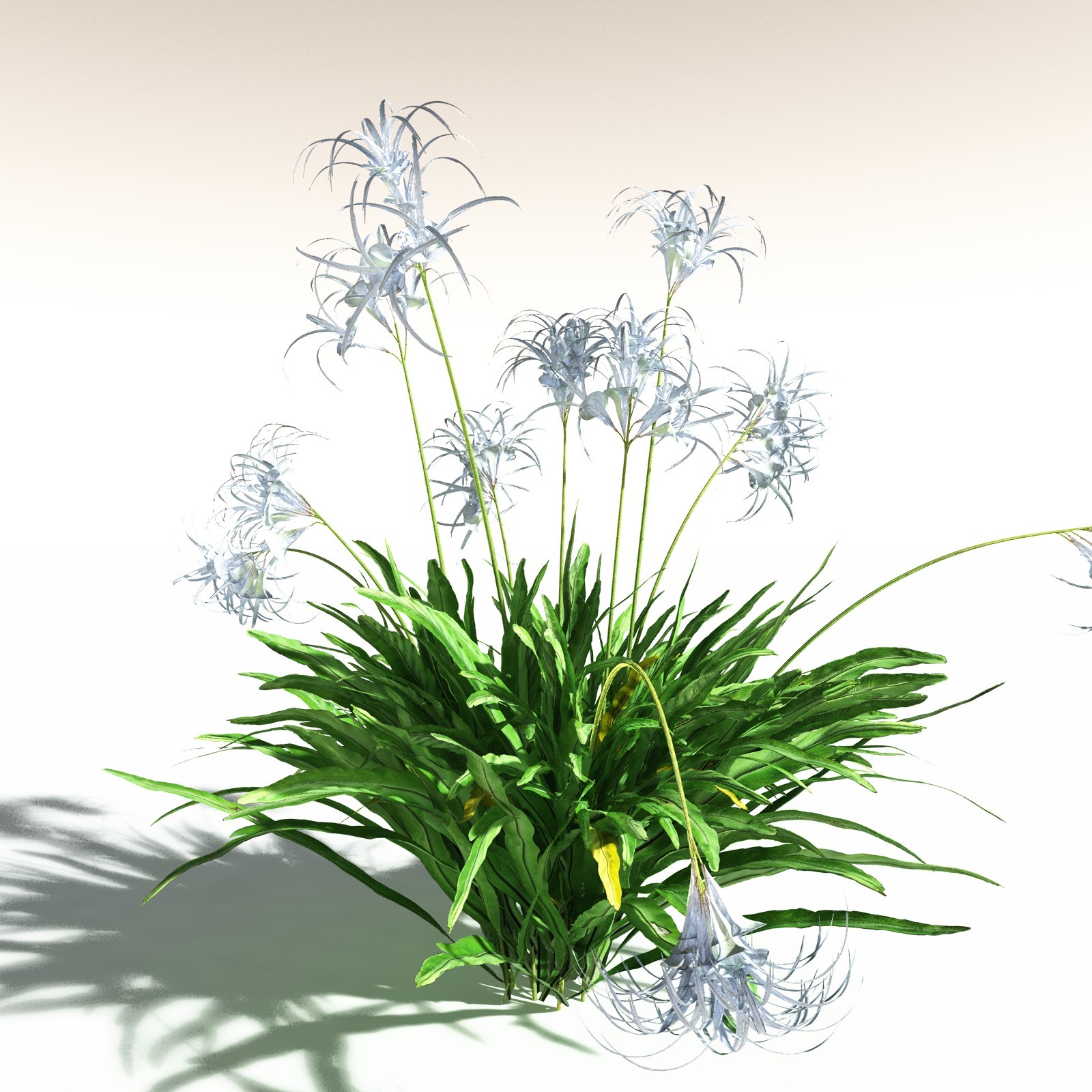 EVERYPlant Poison Bulb for Daz by N/A