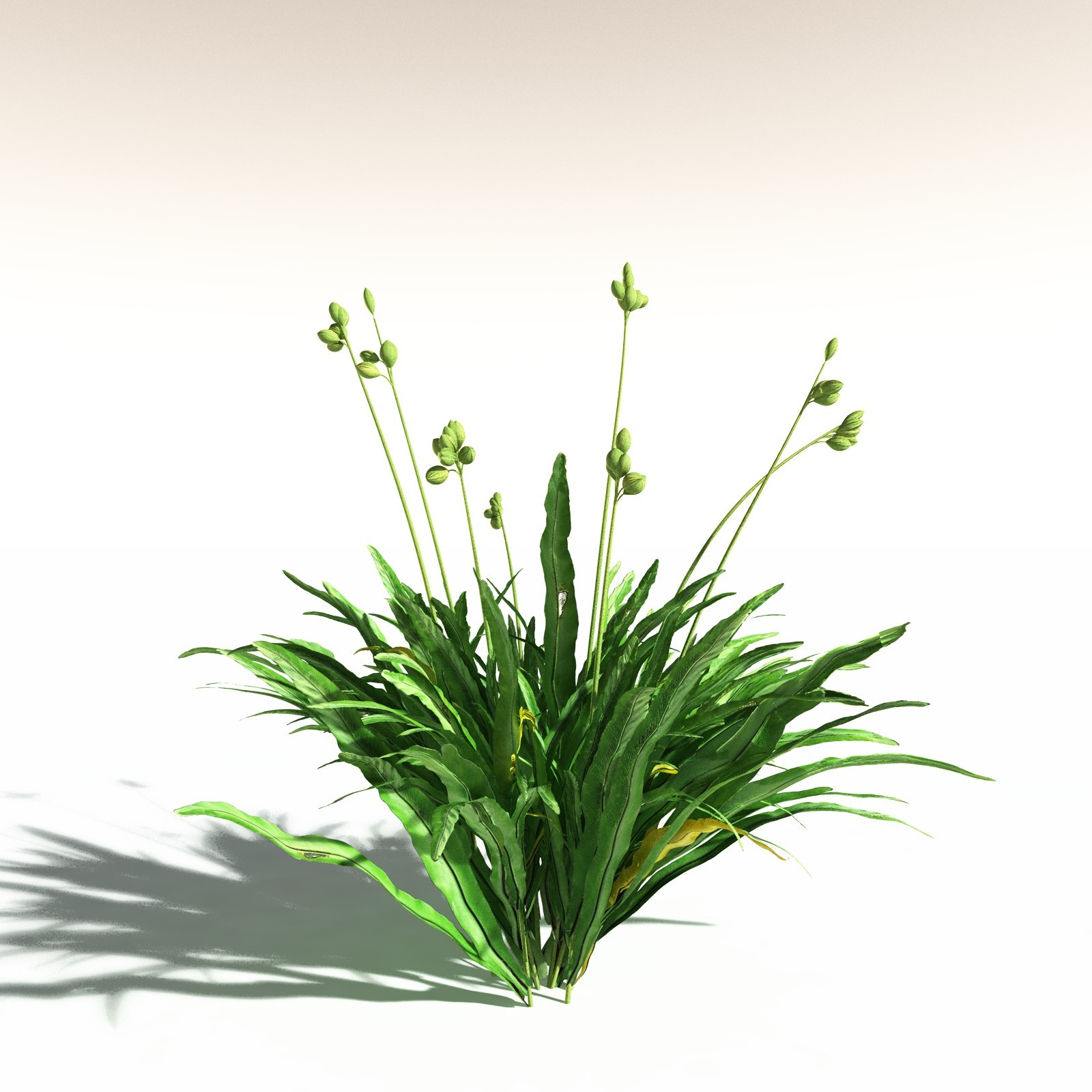 EVERYPlant Poison Bulb for Daz by N/A