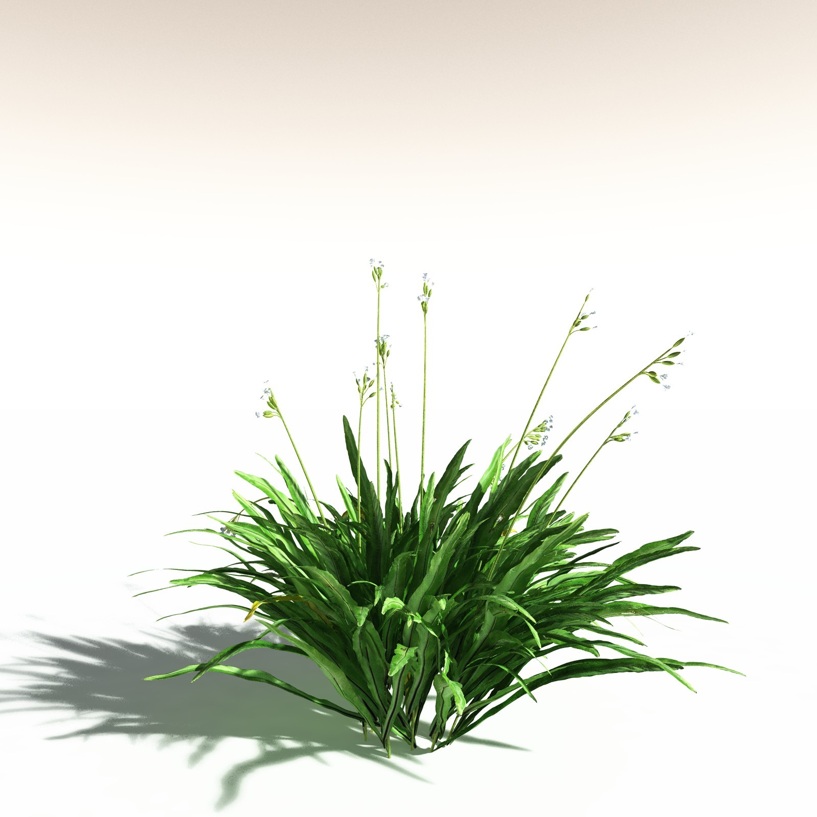 EVERYPlant Poison Bulb for Daz by N/A