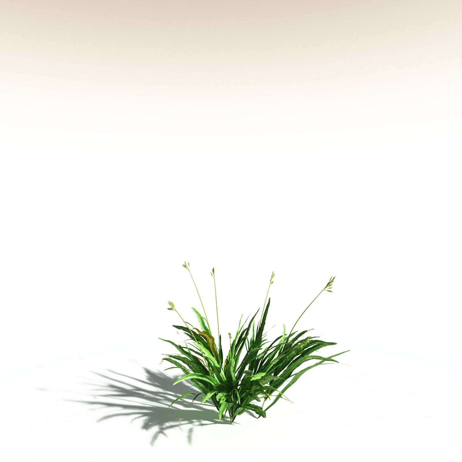 EVERYPlant Poison Bulb for Daz by N/A