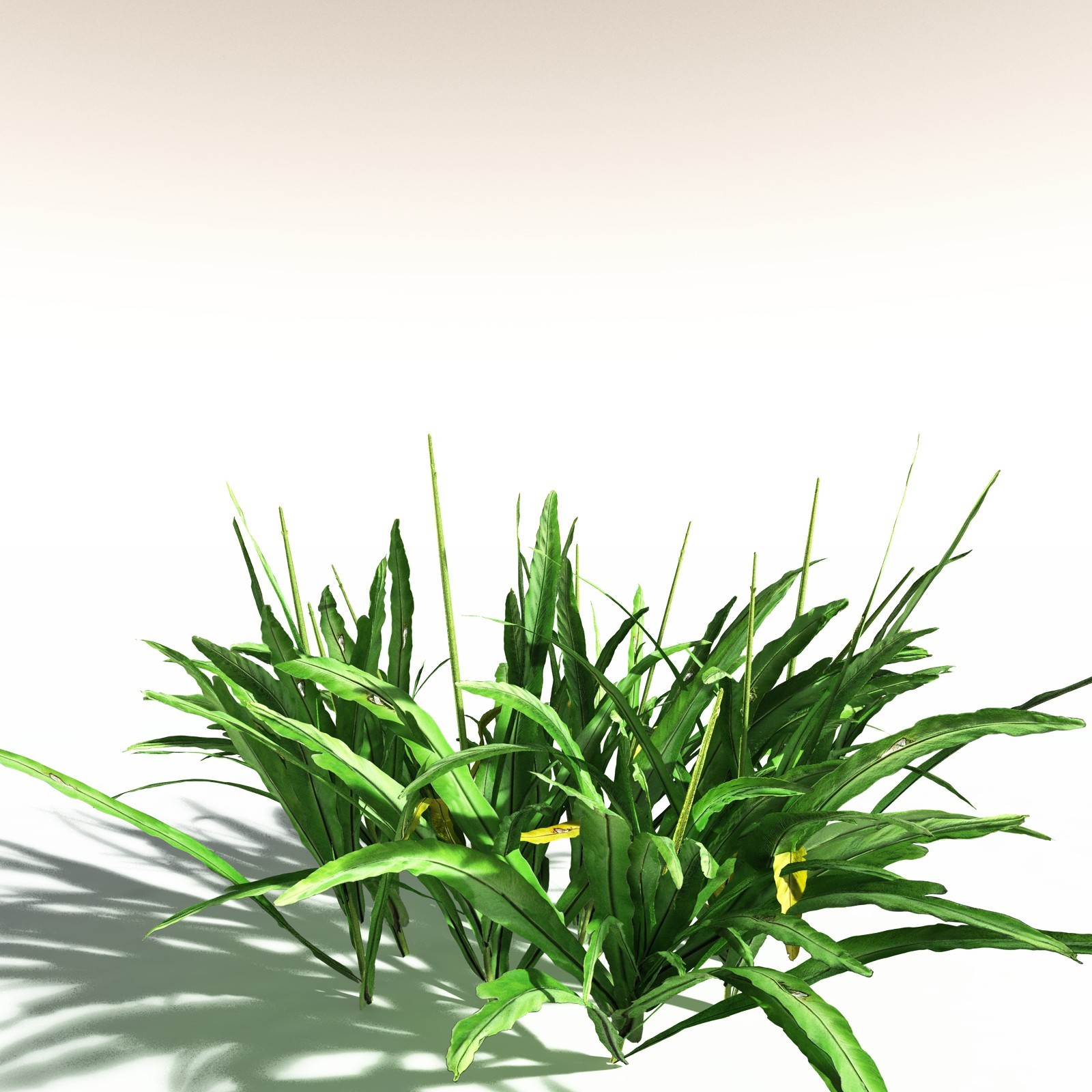 EVERYPlant Poison Bulb for Daz by N/A