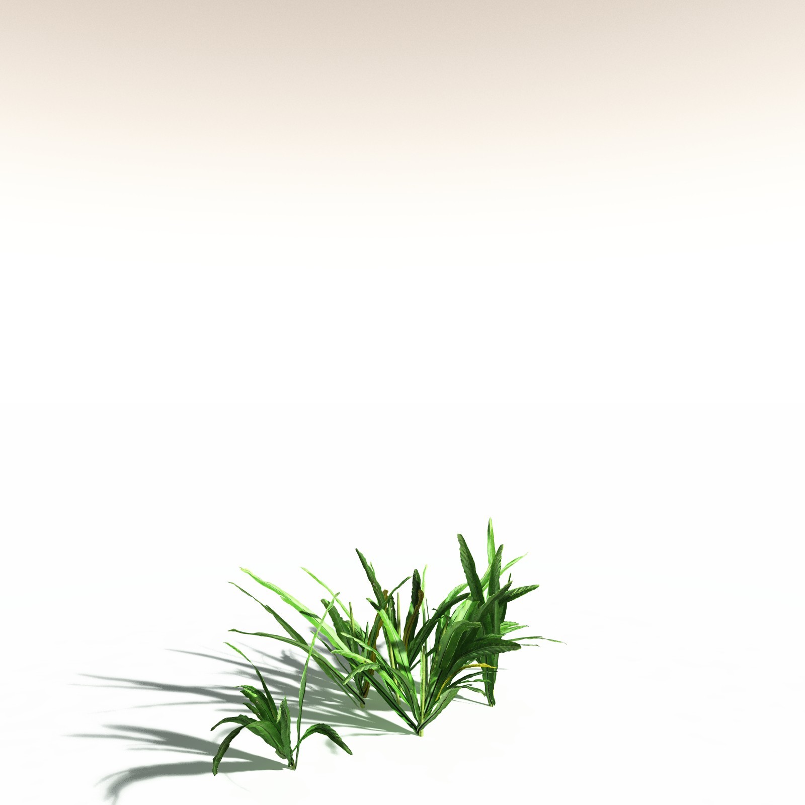 EVERYPlant Poison Bulb for Daz by N/A