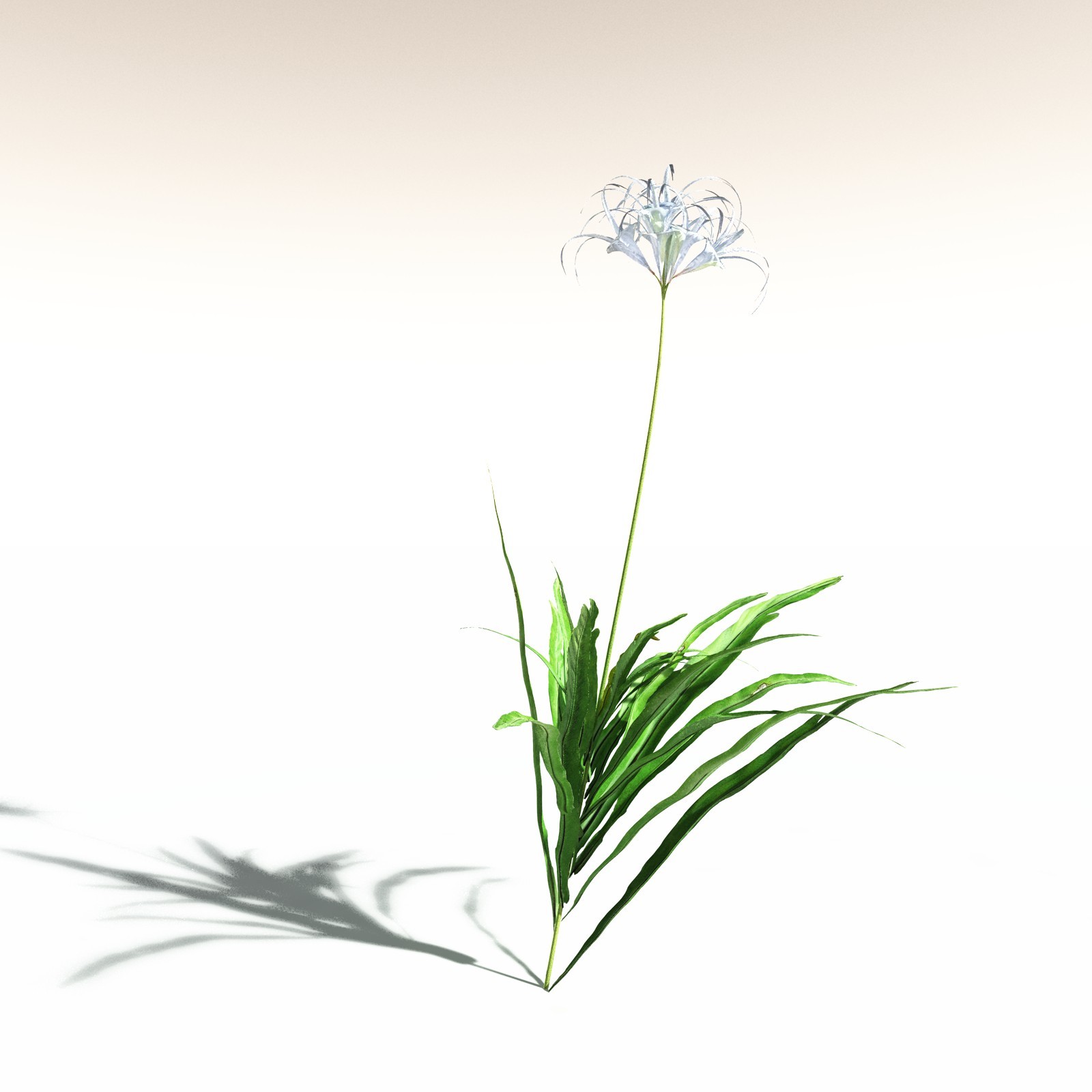 EVERYPlant Poison Bulb for Daz by N/A