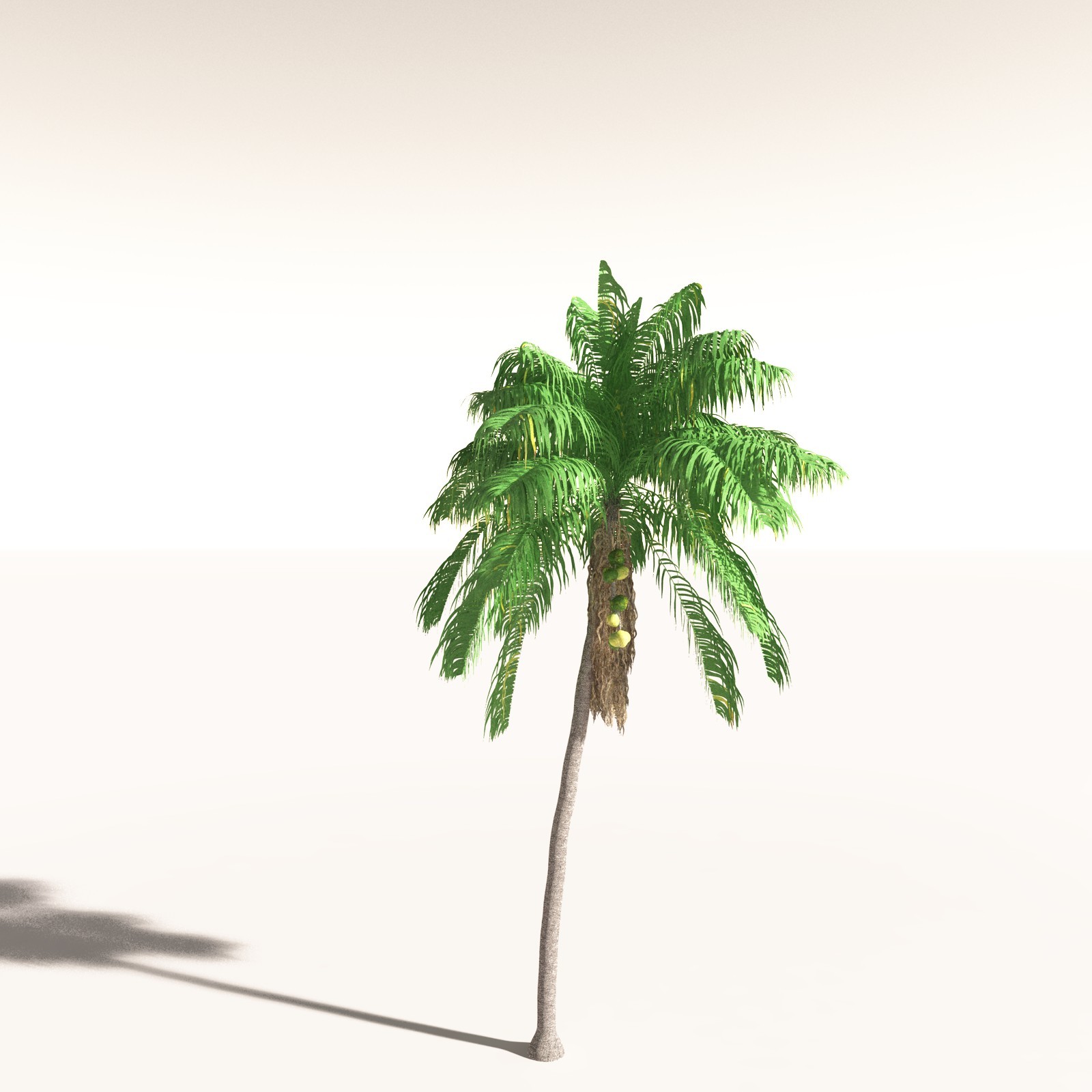 EVERYPlant Tropical Beach Biome for Daz by N/A