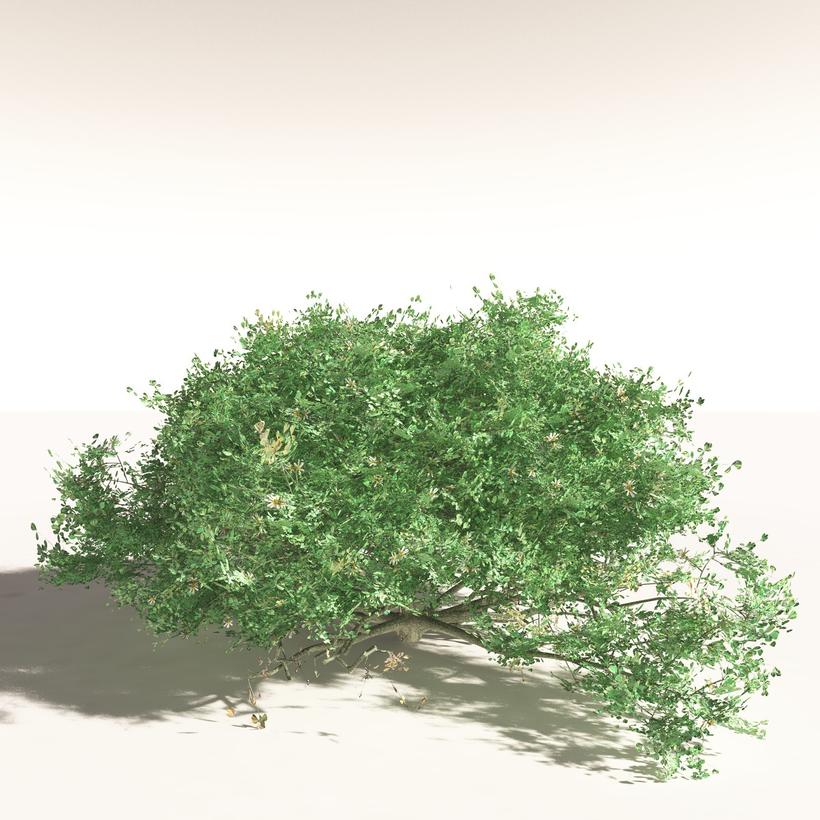 EVERYPlant Tropical Beach Biome for Daz by N/A