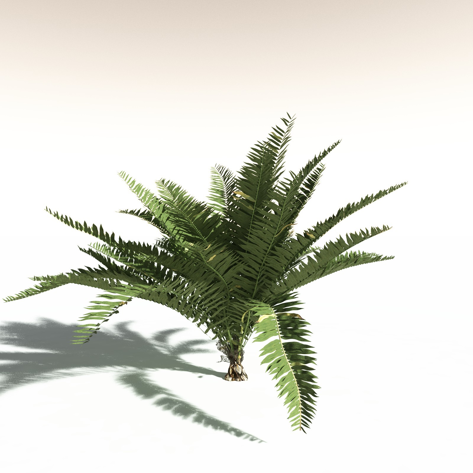 EVERYPlant Tropical Beach Biome for Daz by N/A