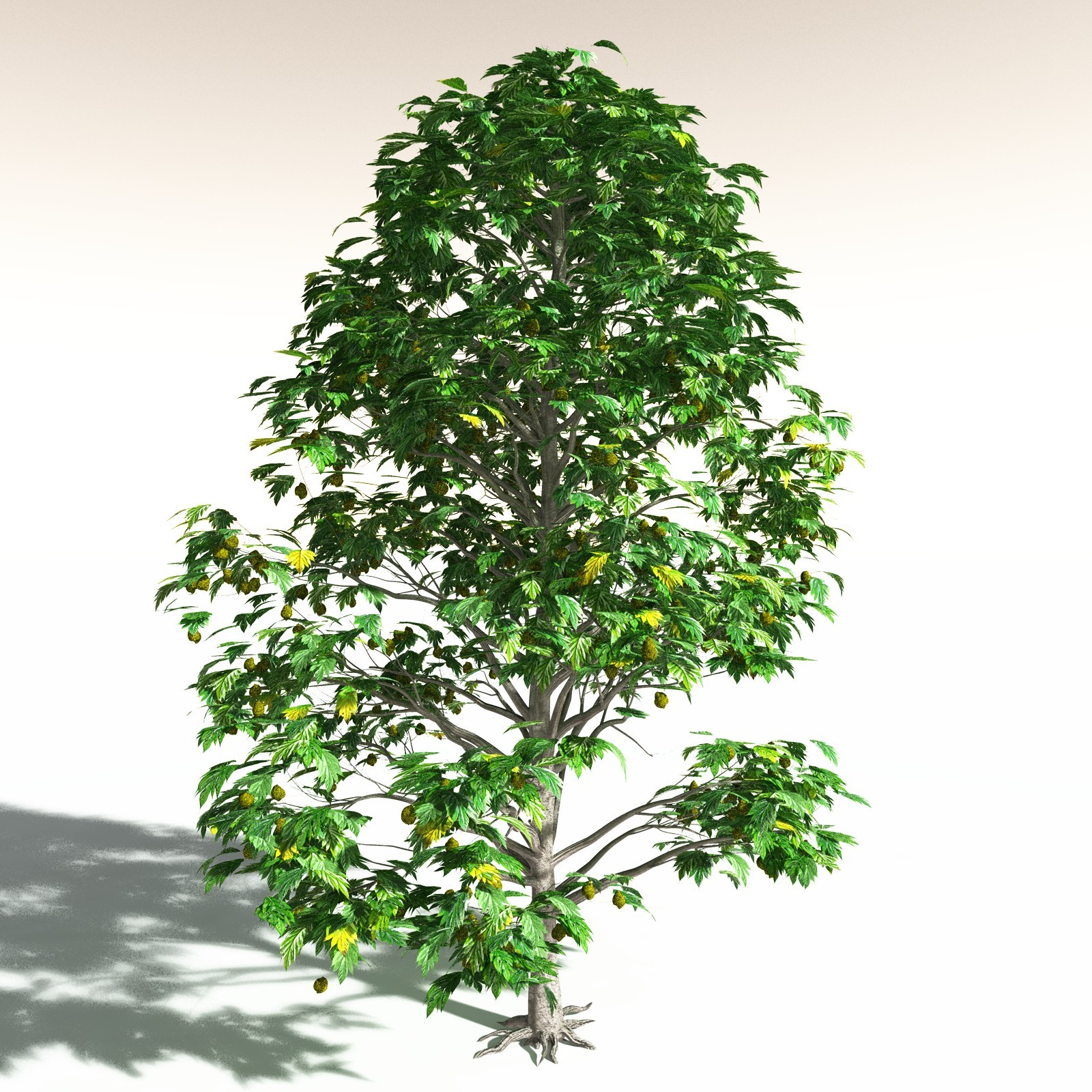 EVERYPlant Tropical Beach Biome for Daz by N/A