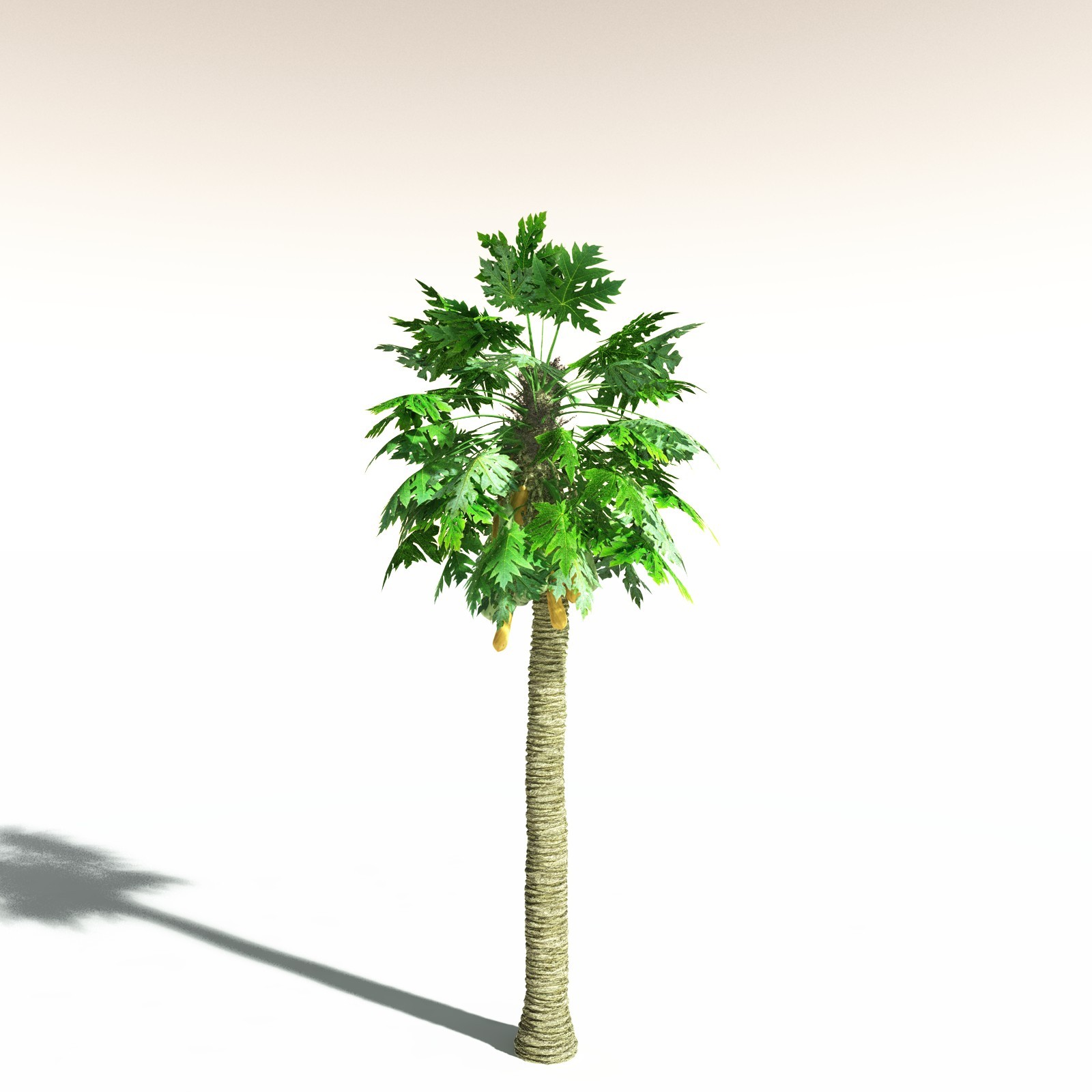 EVERYPlant Tropical Beach Biome for Daz by N/A