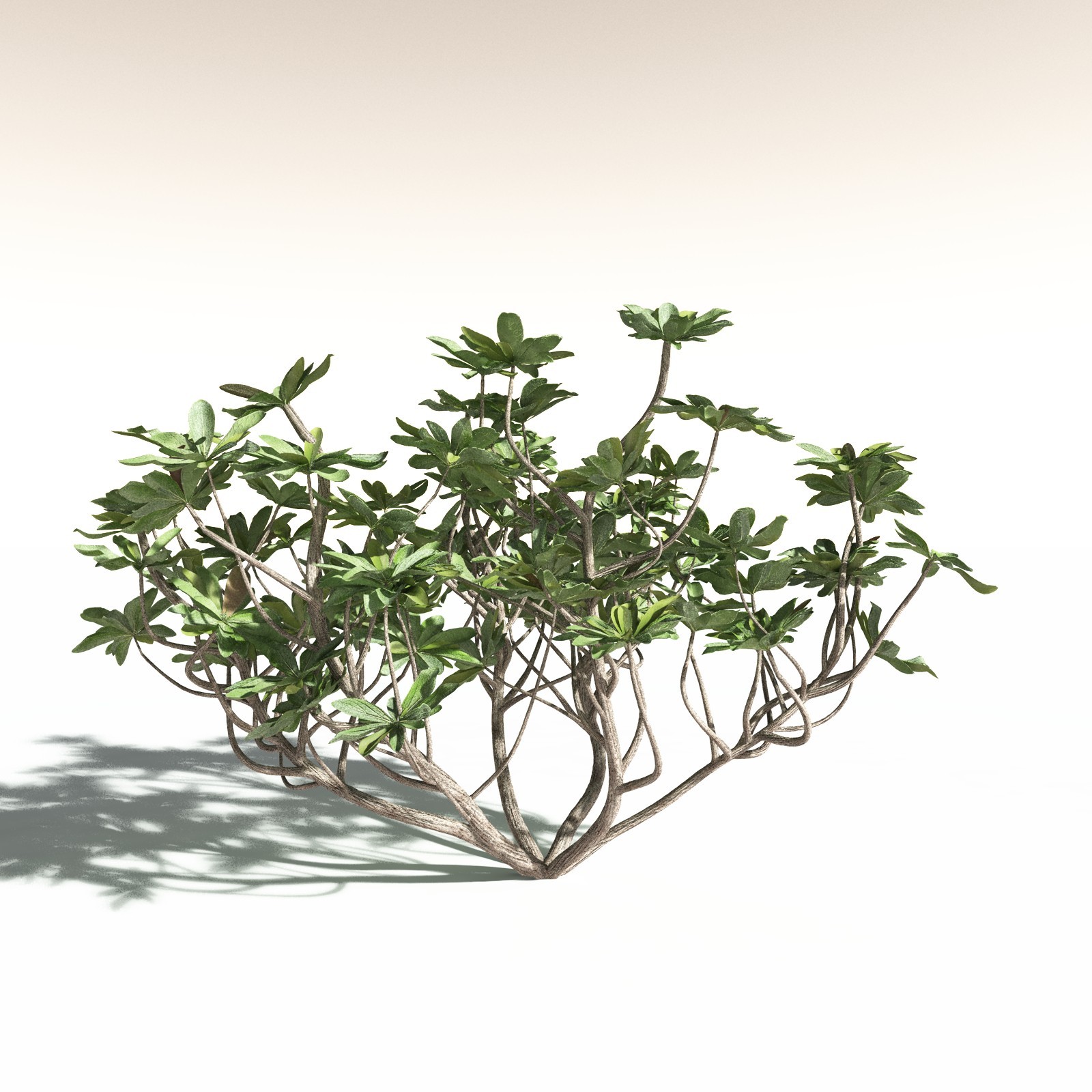 EVERYPlant Tropical Beach Biome for Daz by N/A