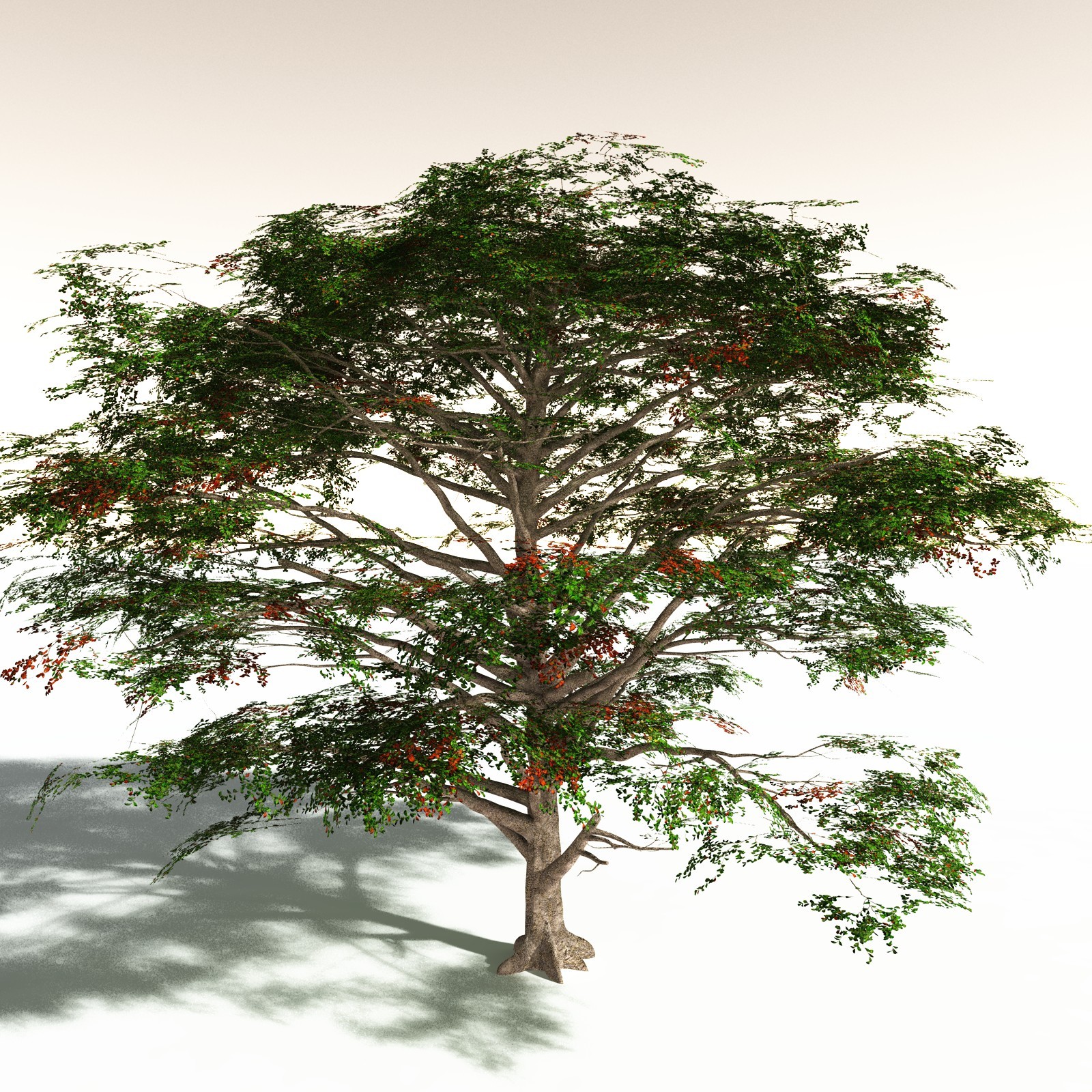 EVERYPlant Tropical Beach Biome for Daz by N/A