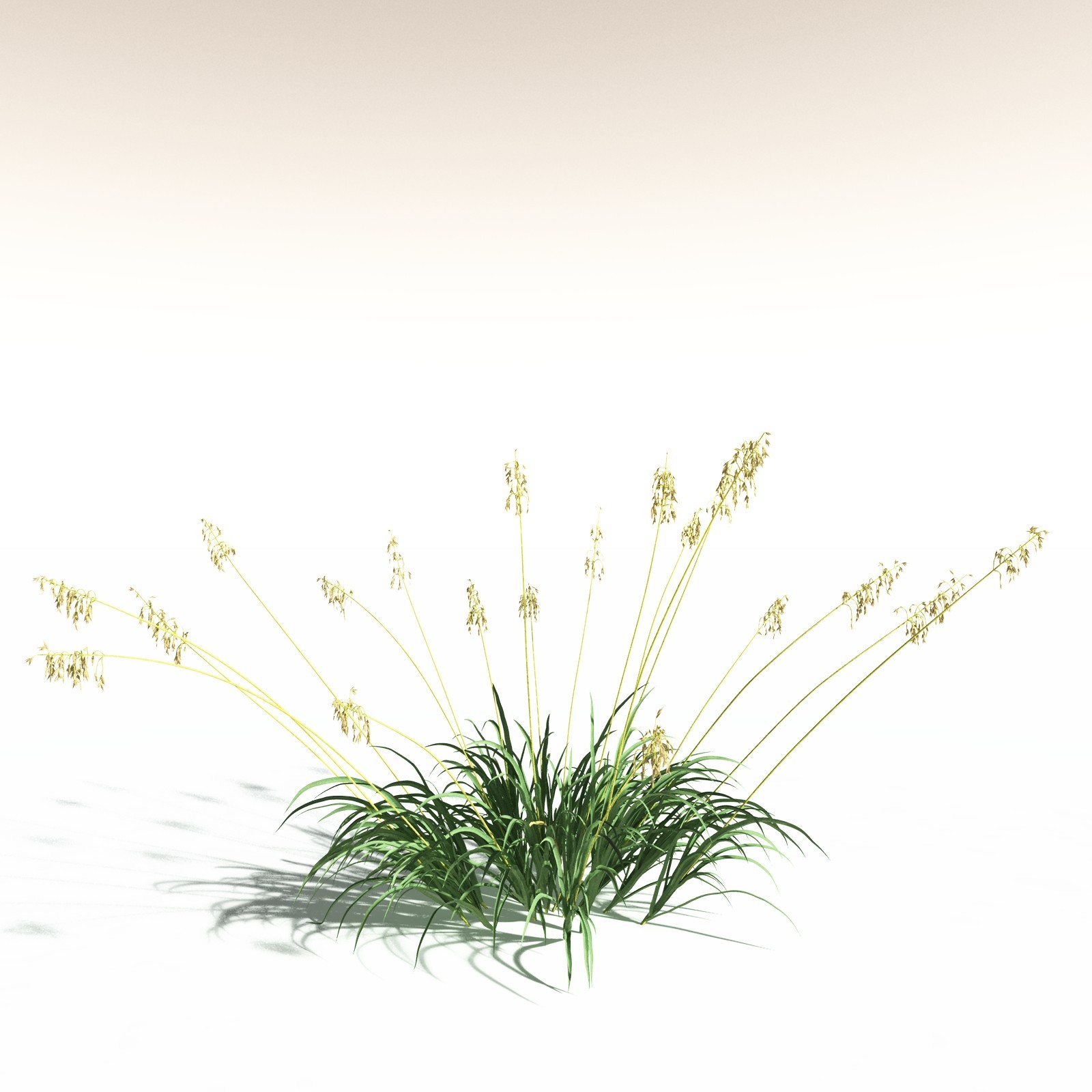 EVERYPlant Tropical Beach Biome for Daz by N/A