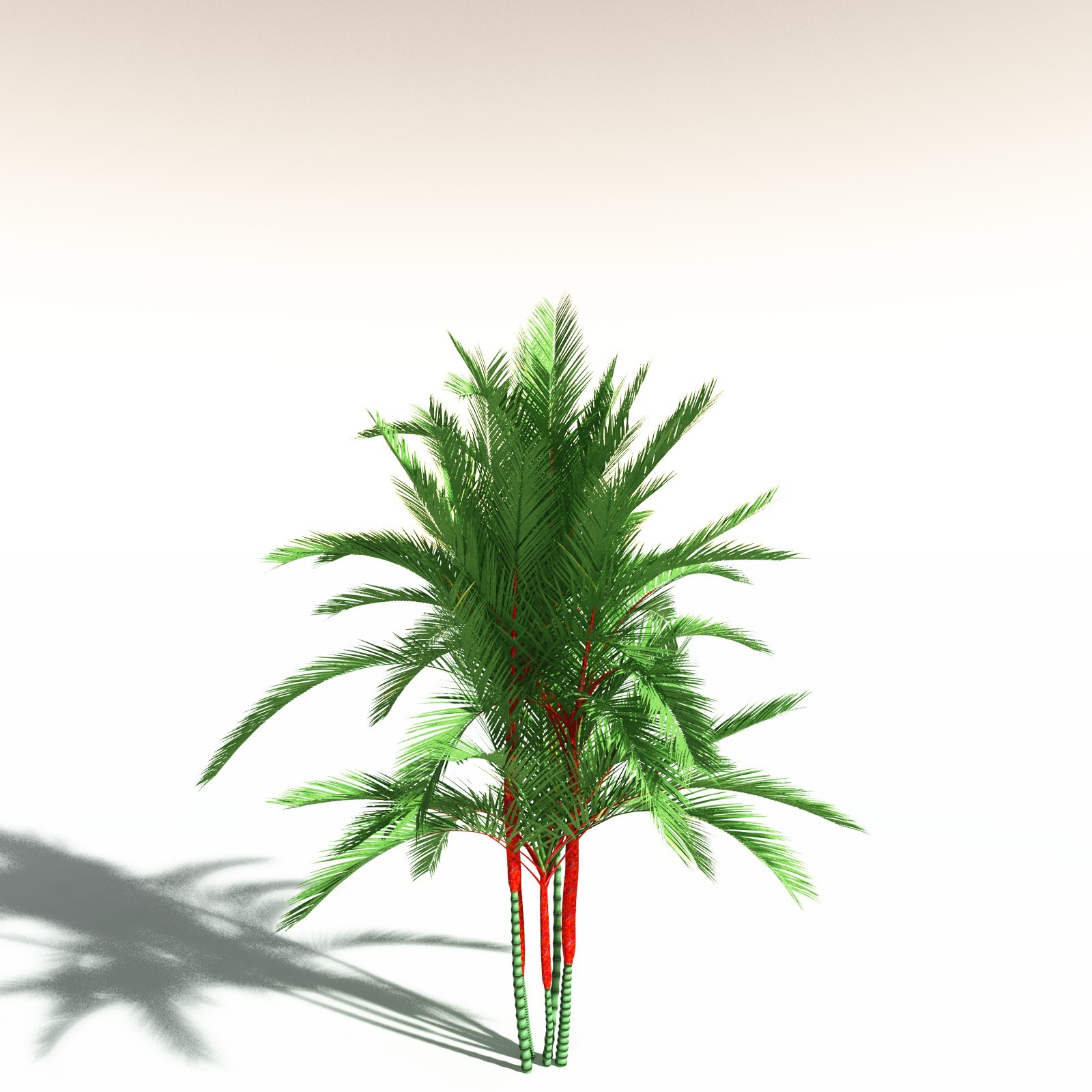 EVERYPlant Tropical Beach Biome for Daz by N/A