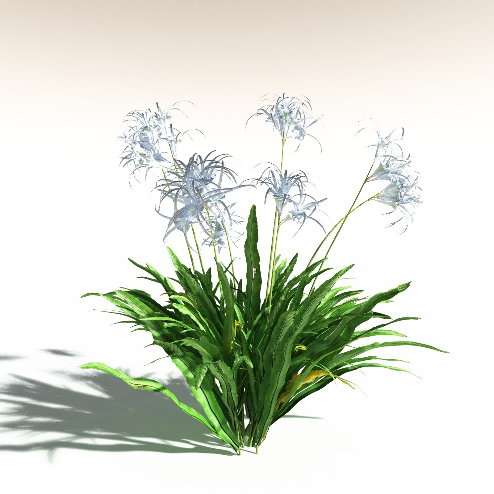 EVERYPlant Tropical Beach Biome for Daz by N/A