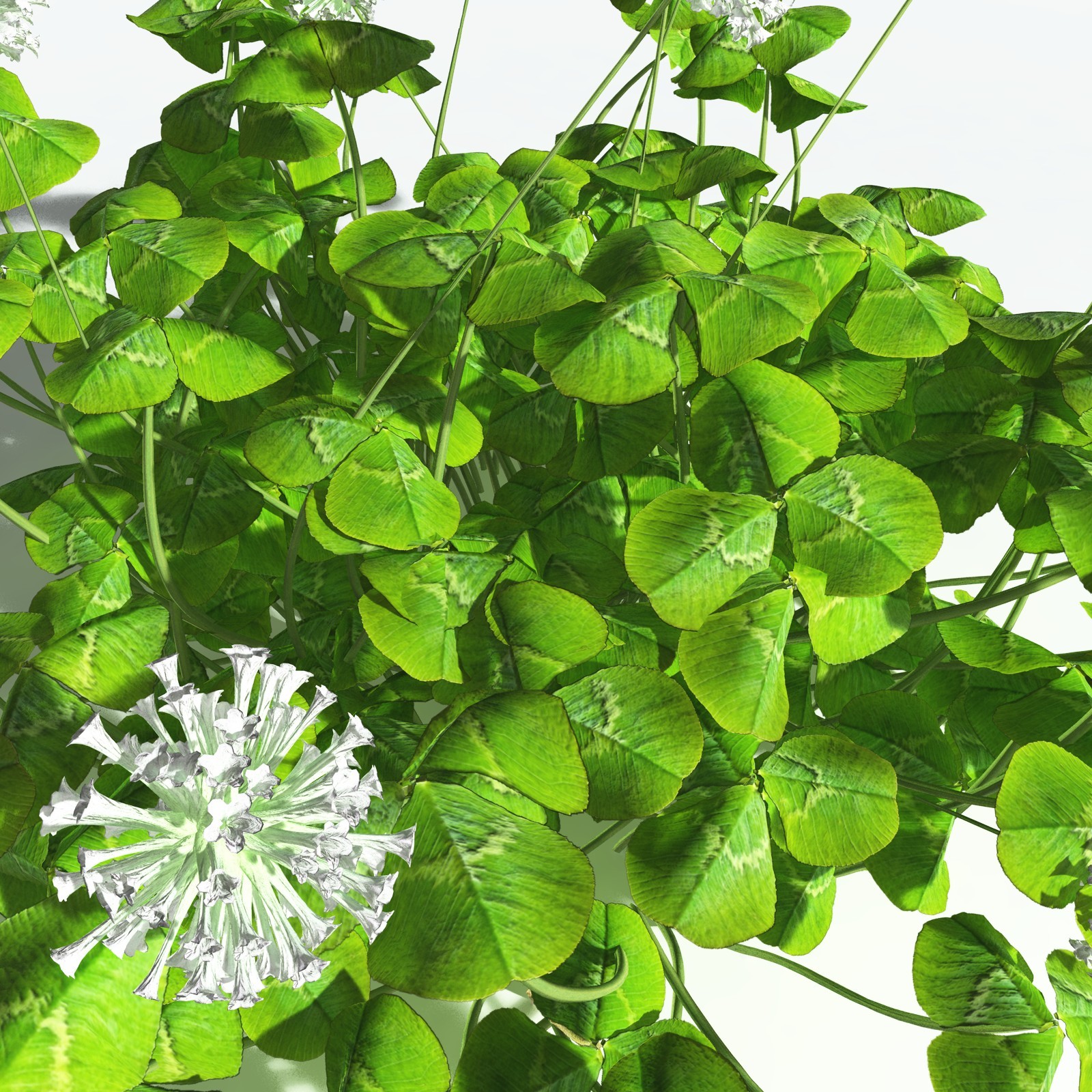 EVERYPlant White Clover for Vue by N/A