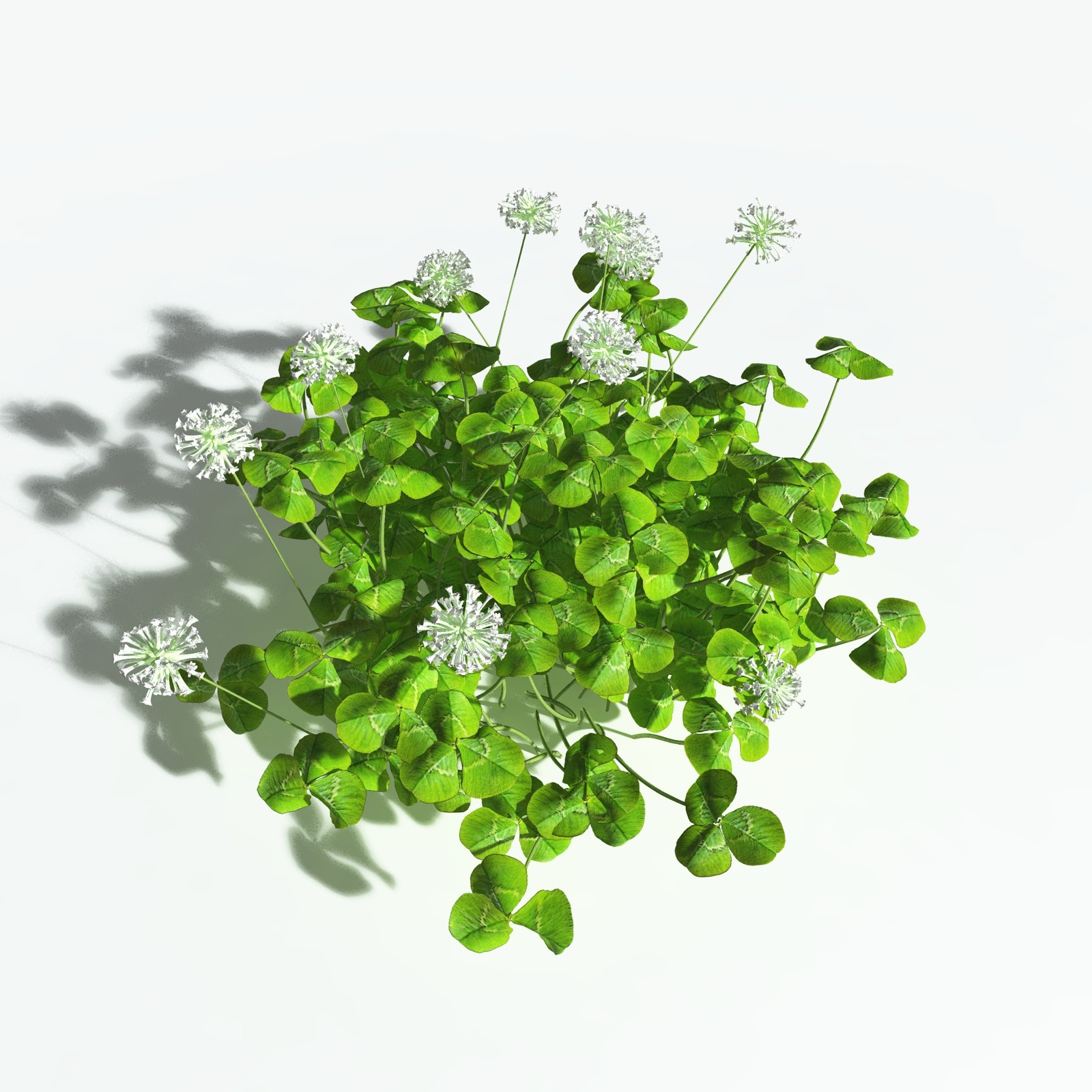 EVERYPlant White Clover for Vue by N/A