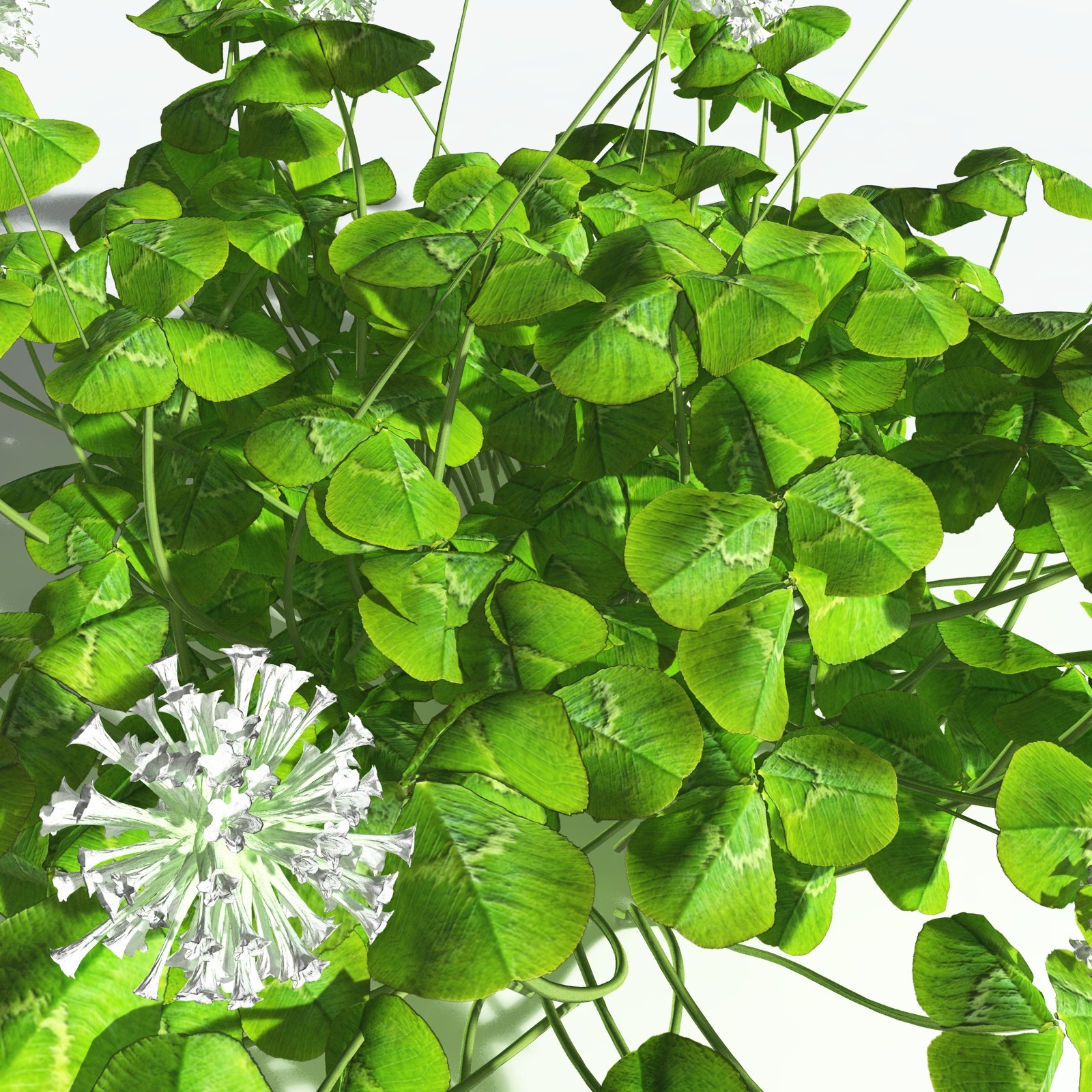 EVERYPlant White Clover for Vue by N/A