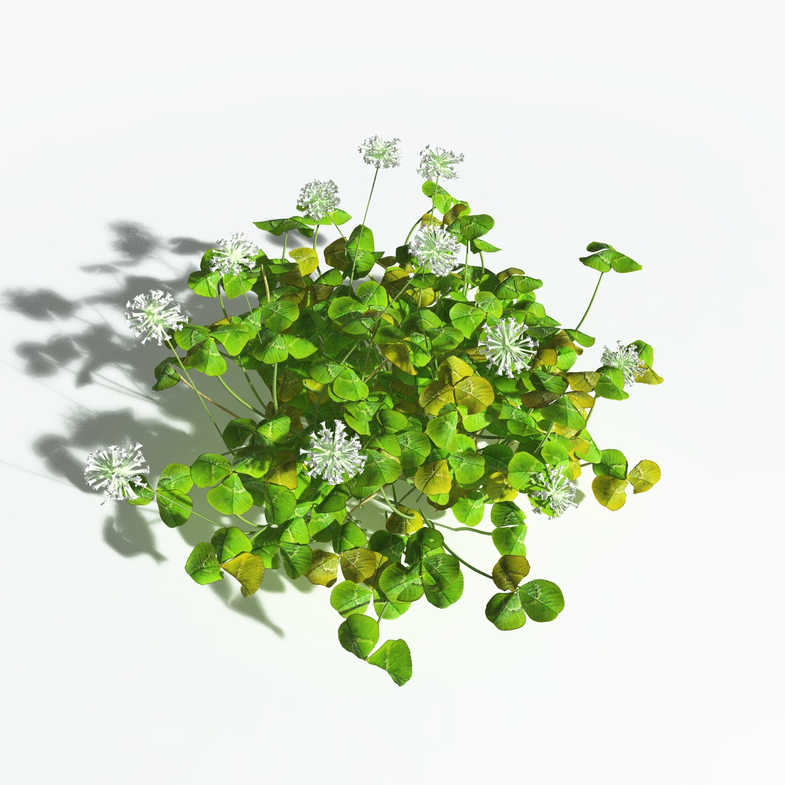 EVERYPlant White Clover for Vue by N/A