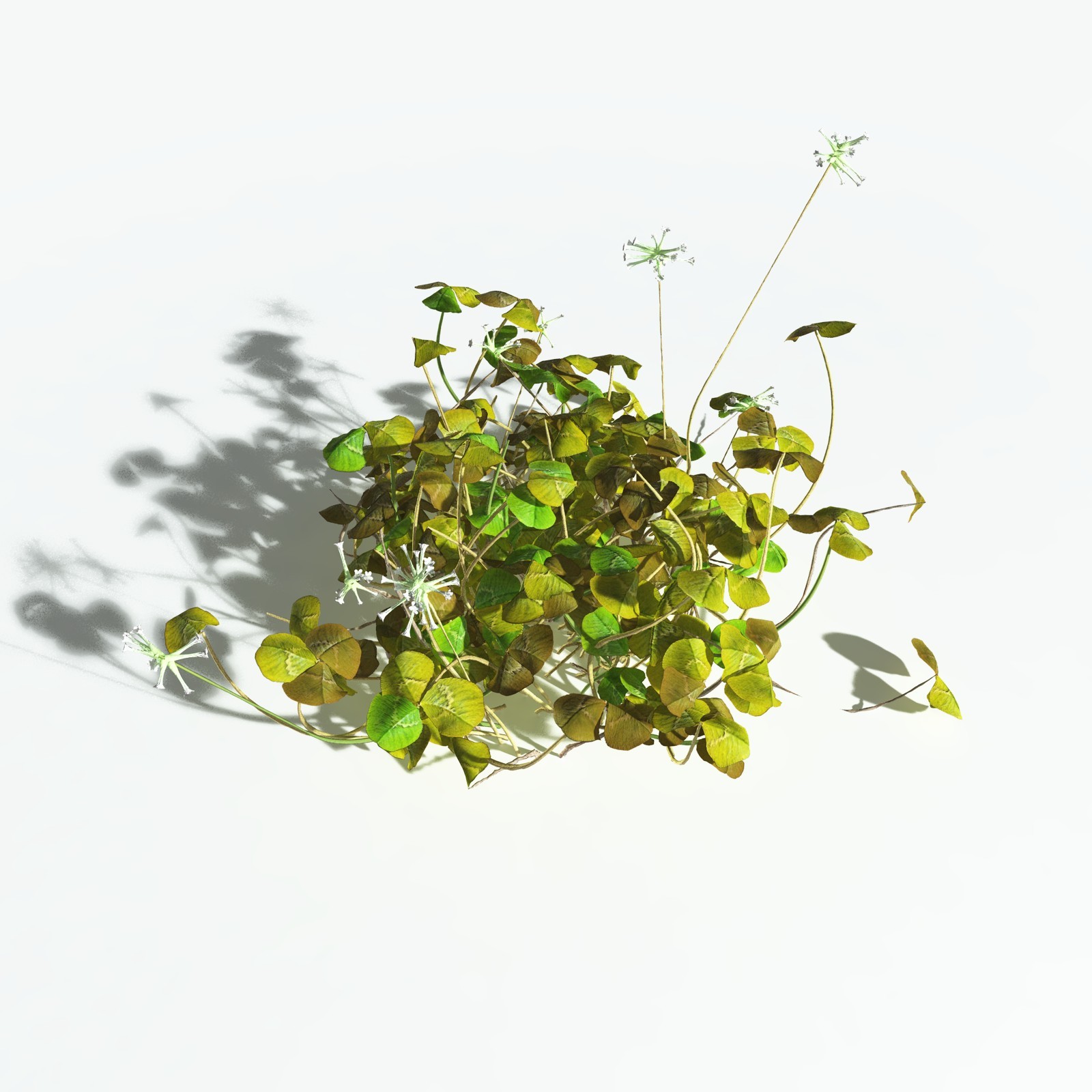 EVERYPlant White Clover for Vue by N/A