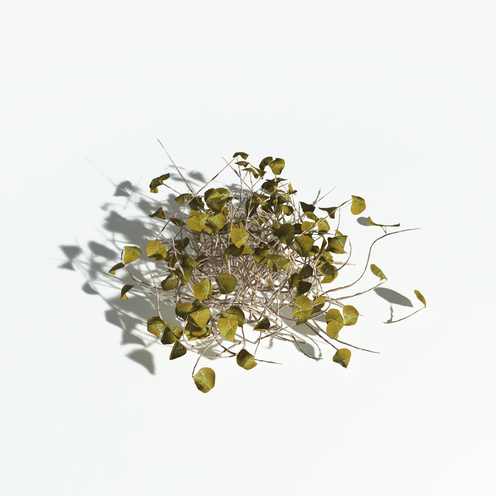 EVERYPlant White Clover for Vue by N/A