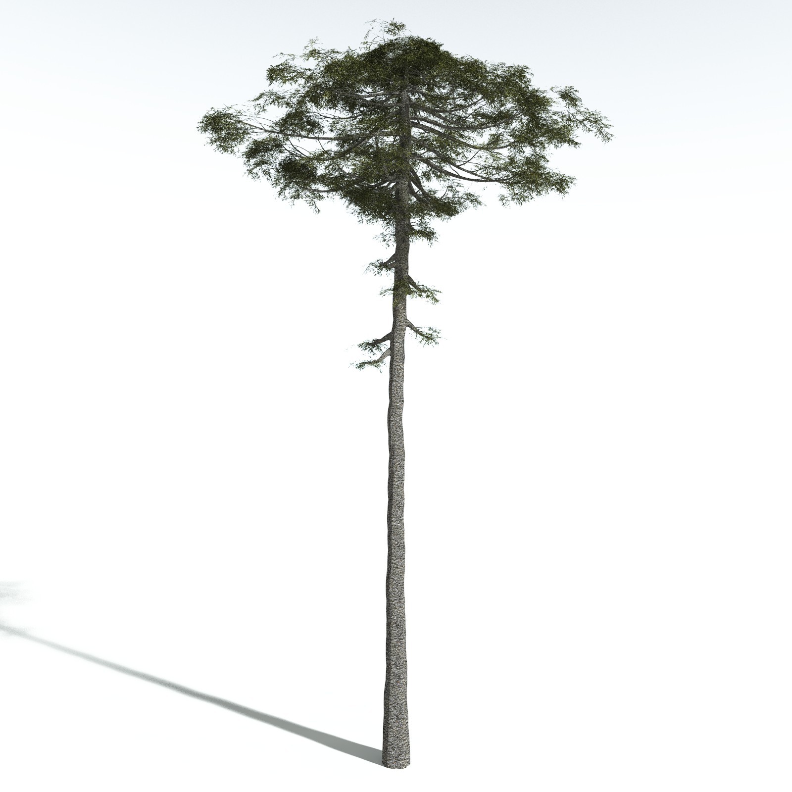 EVERYPlant Monkey Puzzle Tree for Vue by N/A