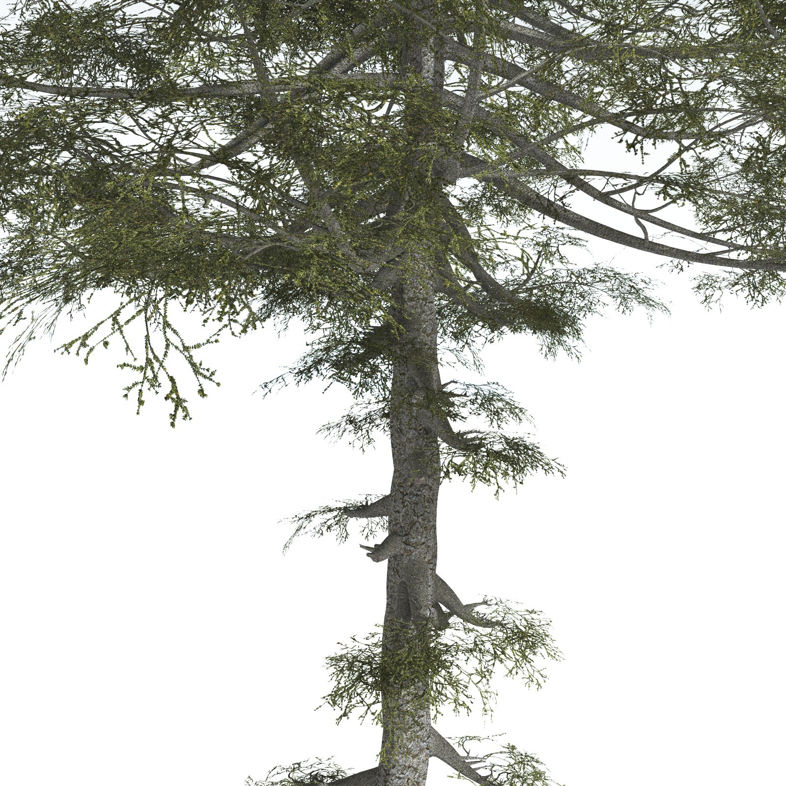 EVERYPlant Monkey Puzzle Tree for Vue by N/A