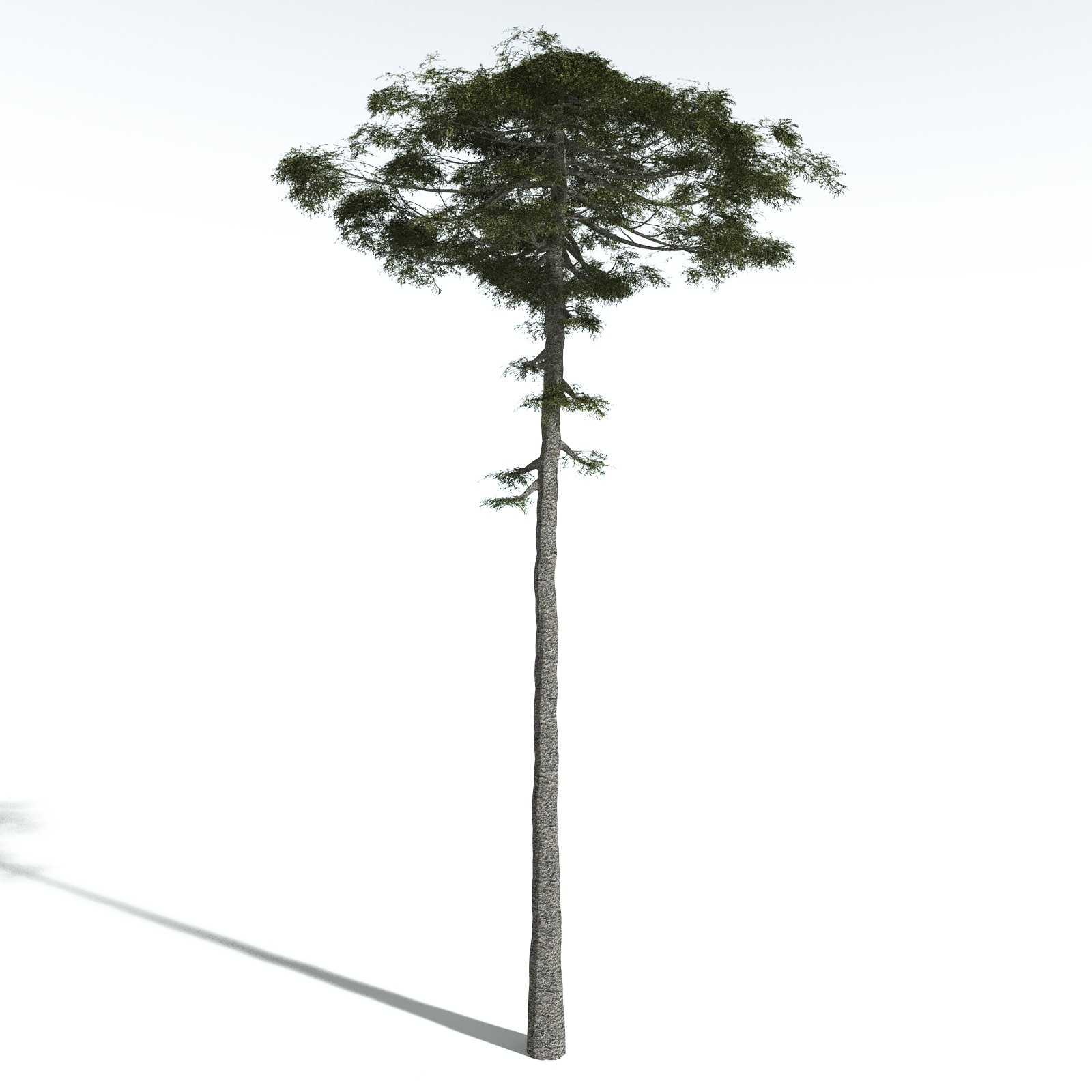 EVERYPlant Monkey Puzzle Tree for Vue by N/A