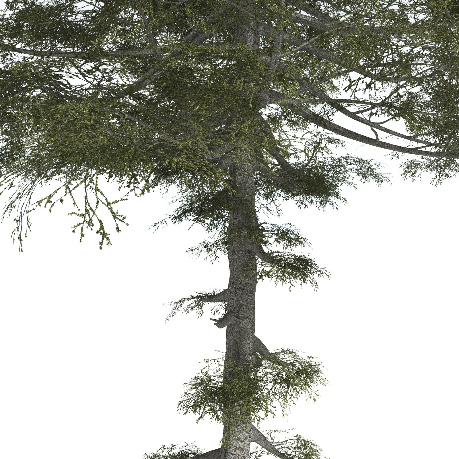 EVERYPlant Monkey Puzzle Tree for Vue by N/A