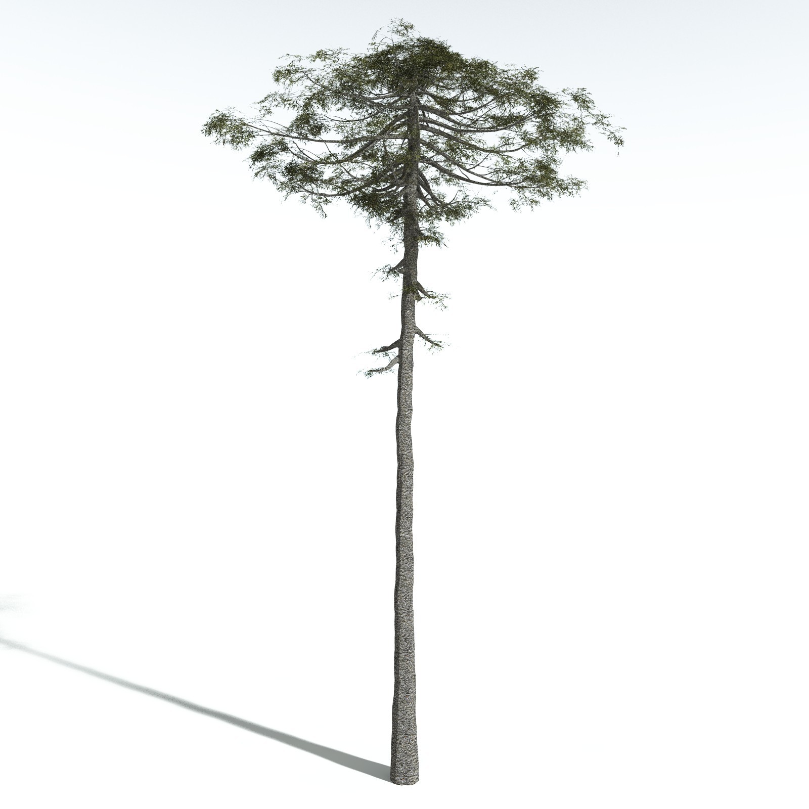 EVERYPlant Monkey Puzzle Tree for Vue by N/A
