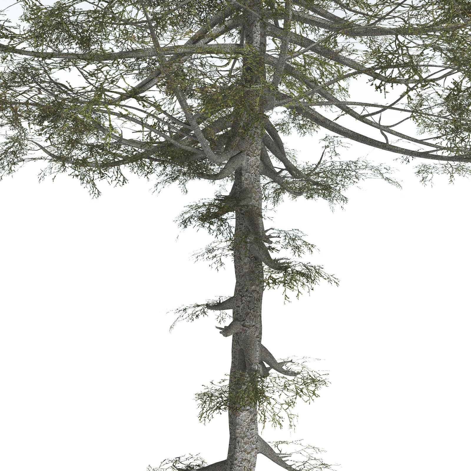 EVERYPlant Monkey Puzzle Tree for Vue by N/A