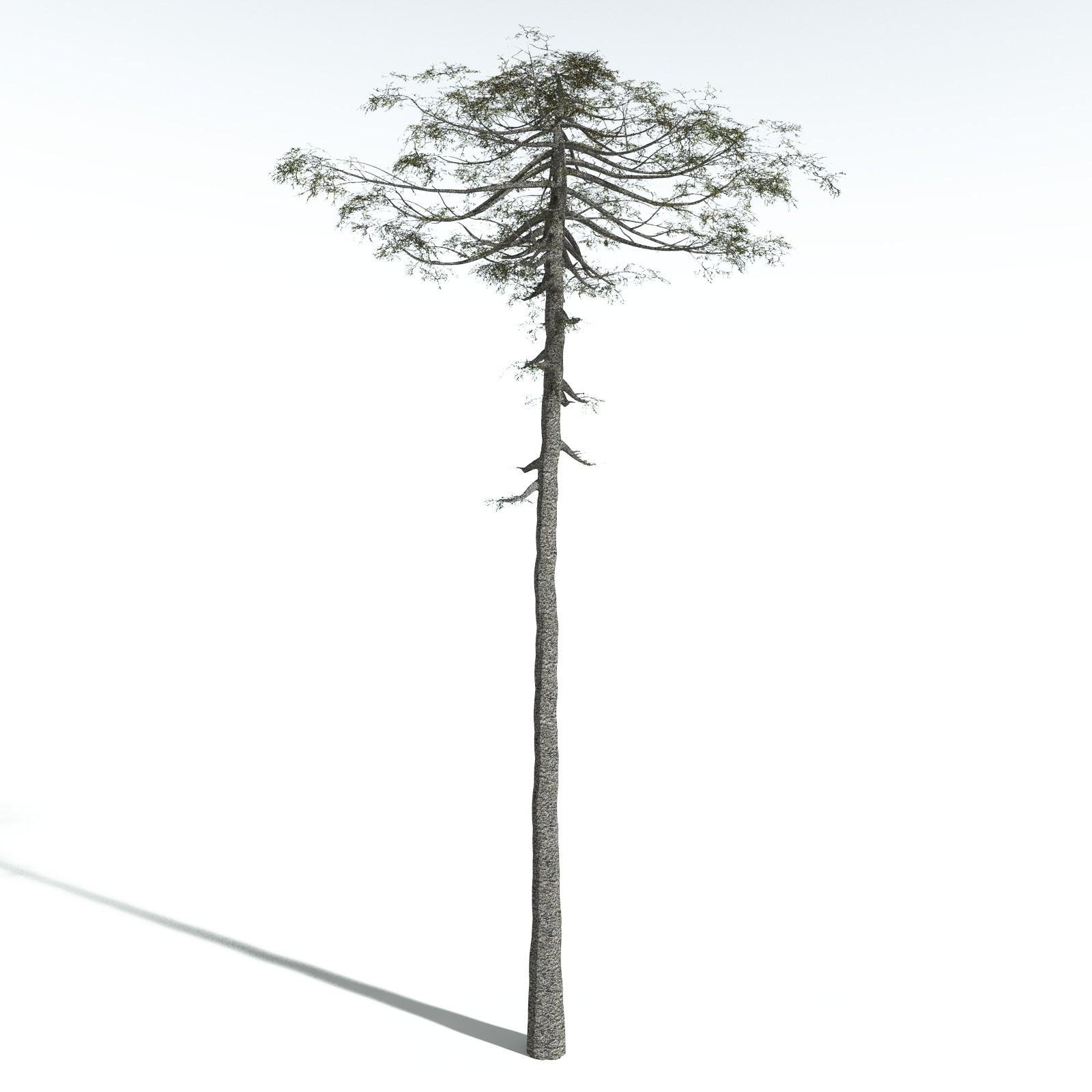 EVERYPlant Monkey Puzzle Tree for Vue by N/A